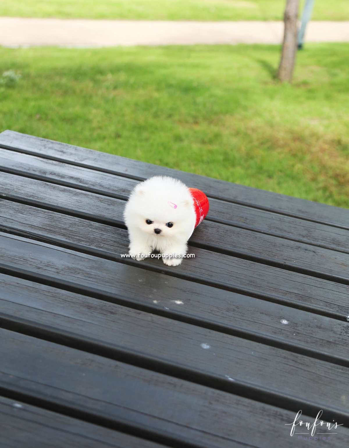 Tinkerbelle - Pomeranian F.