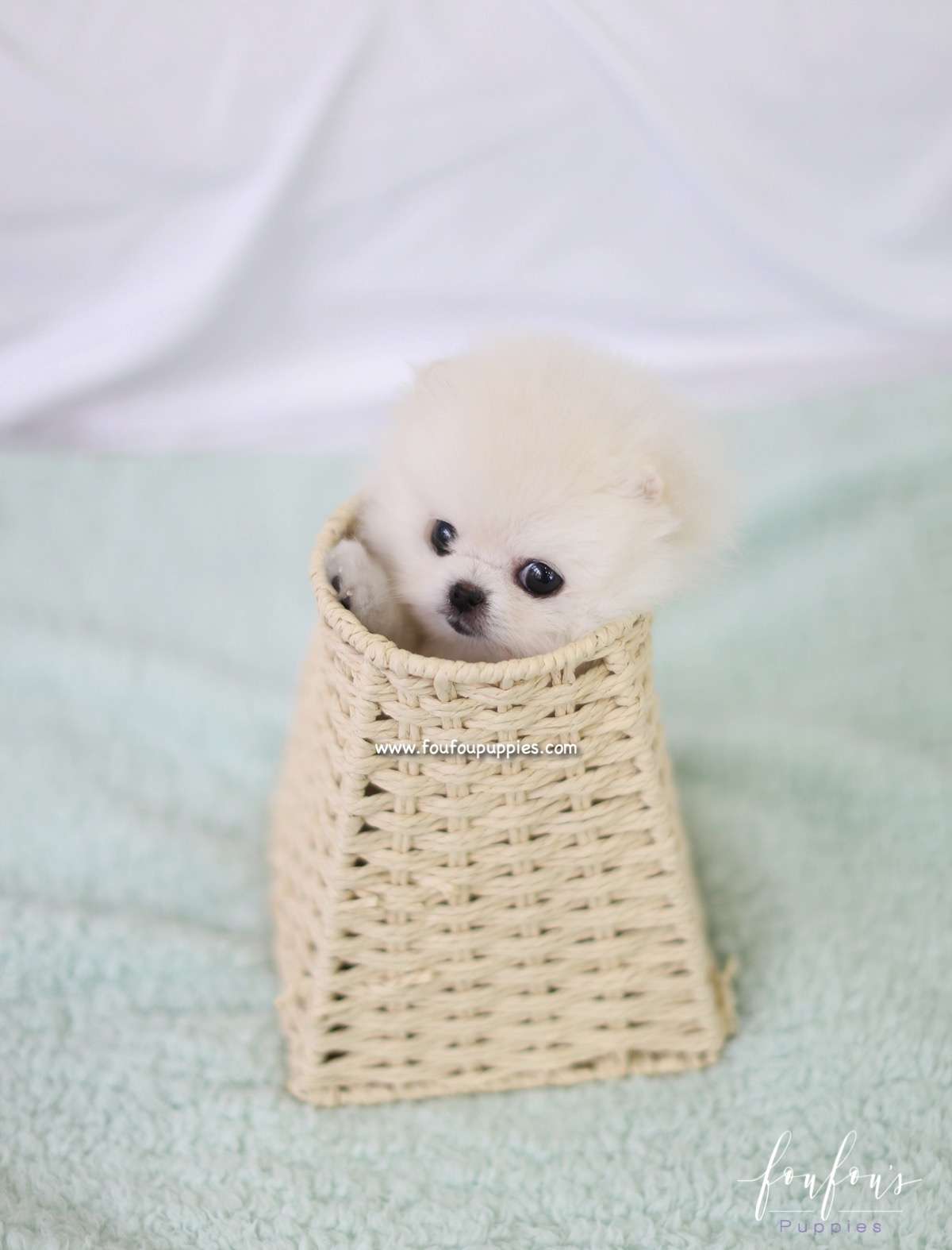 Tinkerbelle - Pomeranian F.