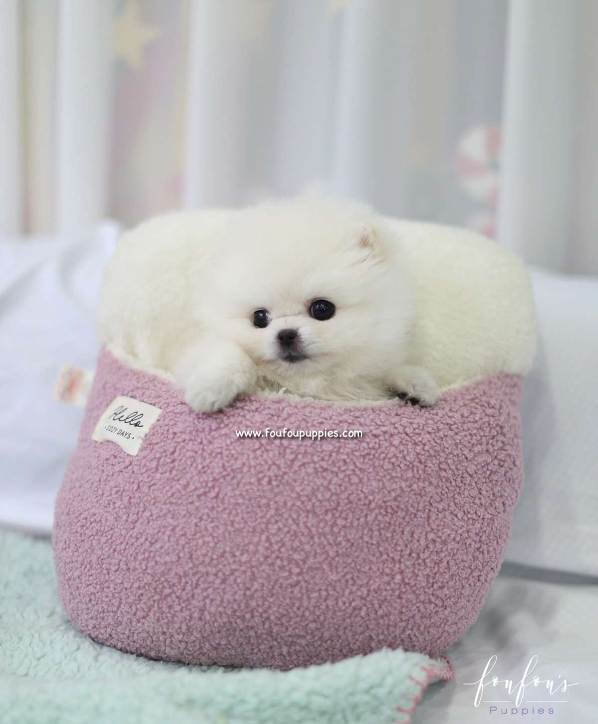 Tinkerbelle - Pomeranian F.