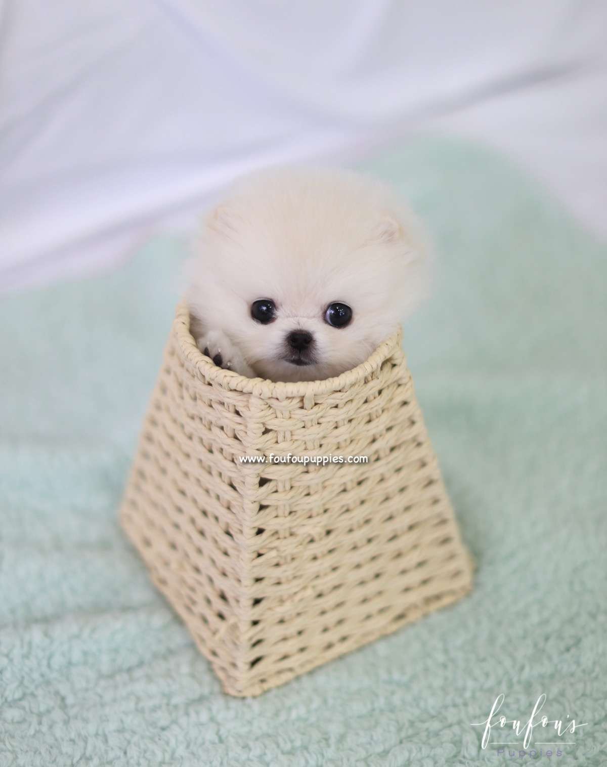 Tinkerbelle - Pomeranian F.