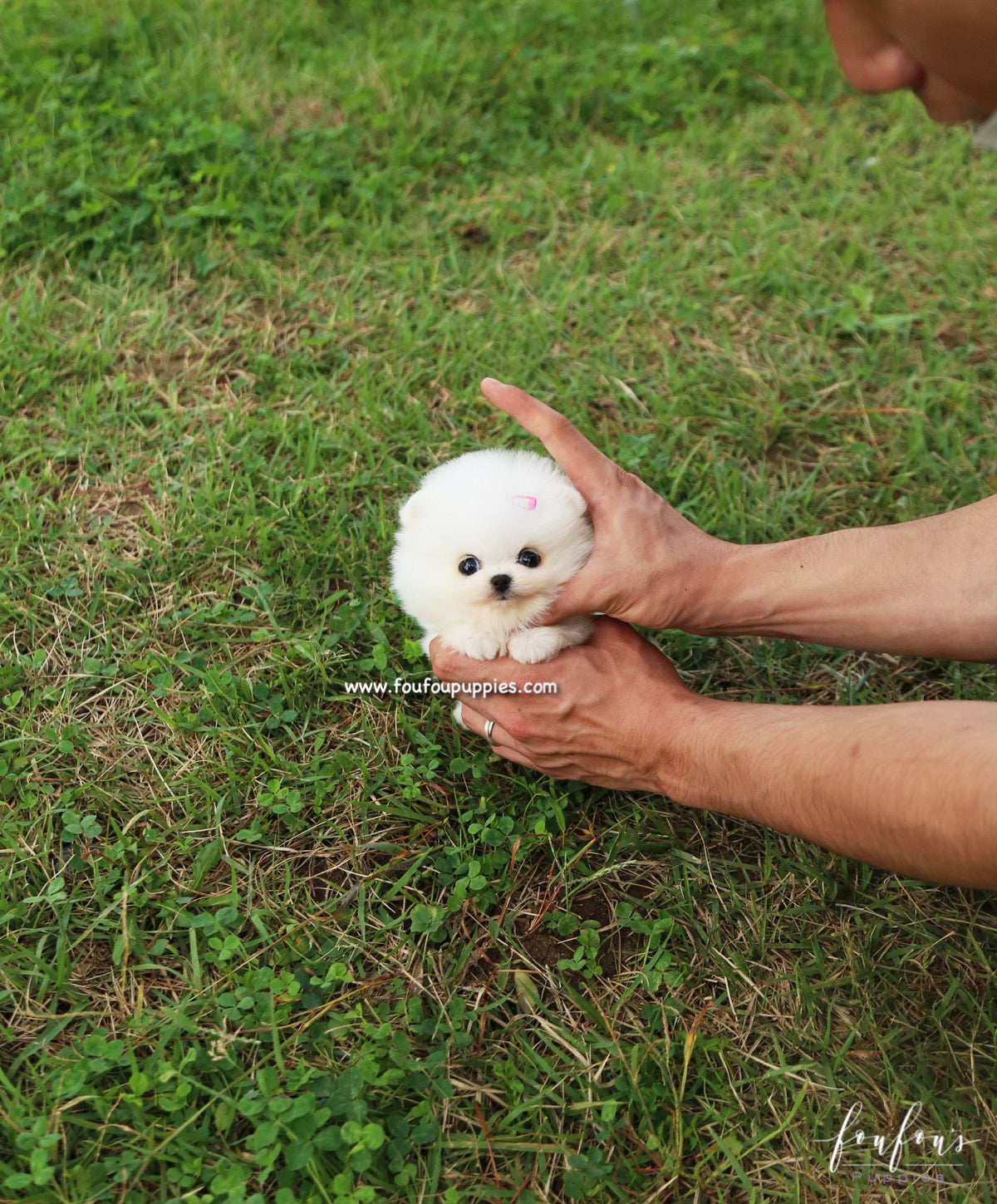 Tinkerbelle - Pomeranian F.