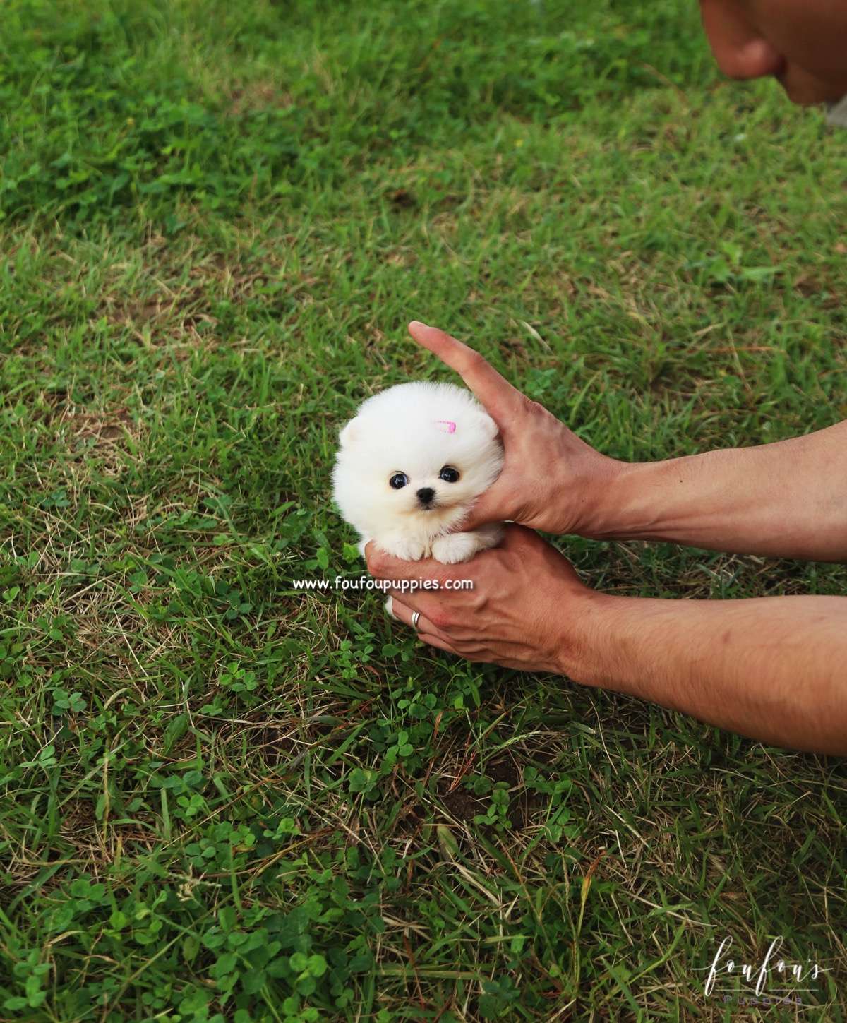 Tinkerbelle - Pomeranian F.