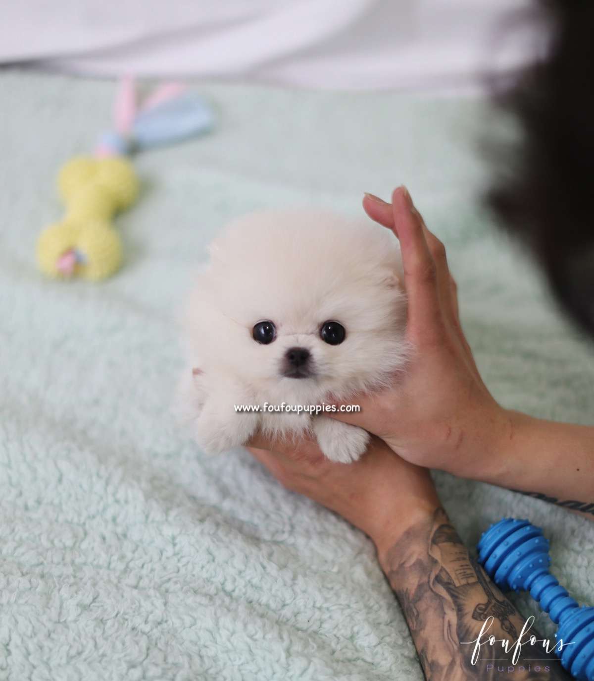 Tinkerbelle - Pomeranian F.