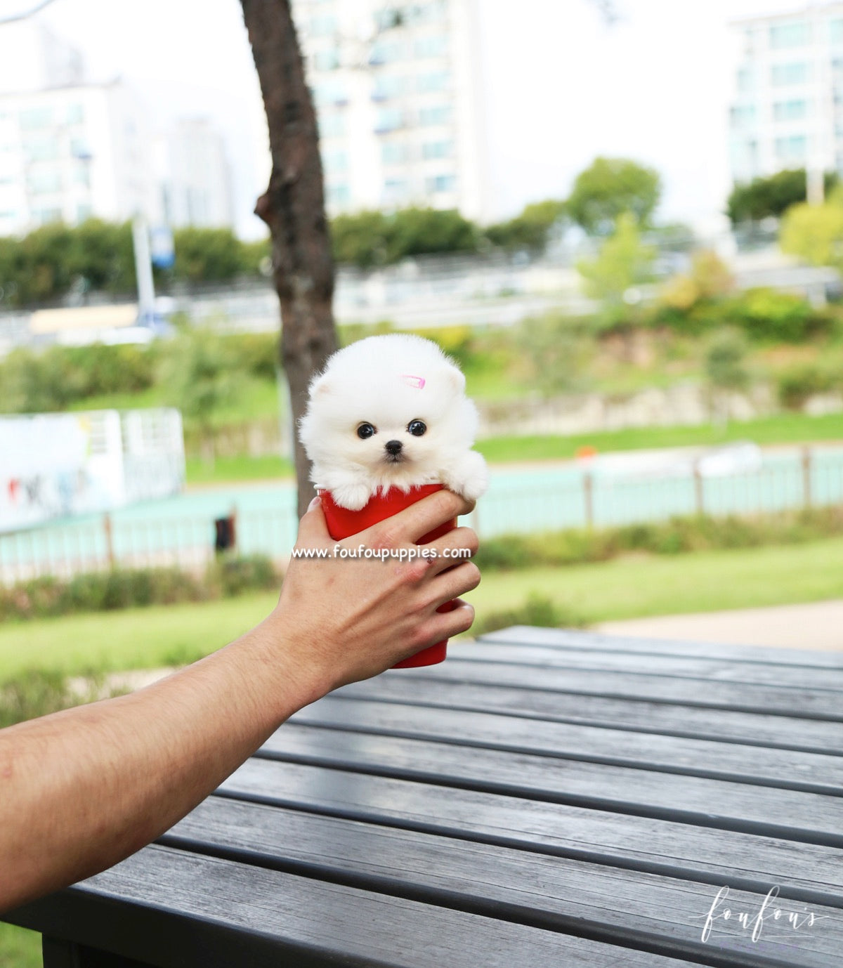 Tinkerbelle - Pomeranian F.