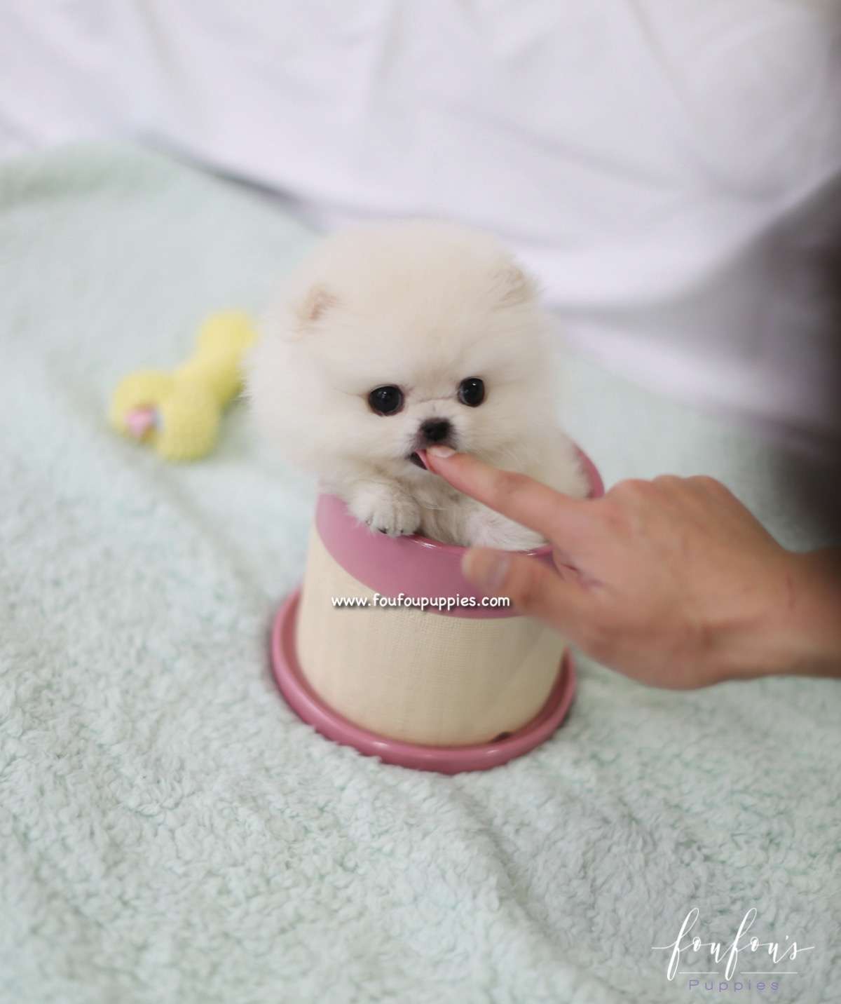 Tinkerbelle - Pomeranian F.