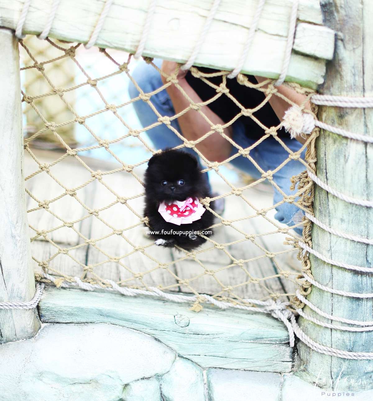 Prada - Pomeranian F.