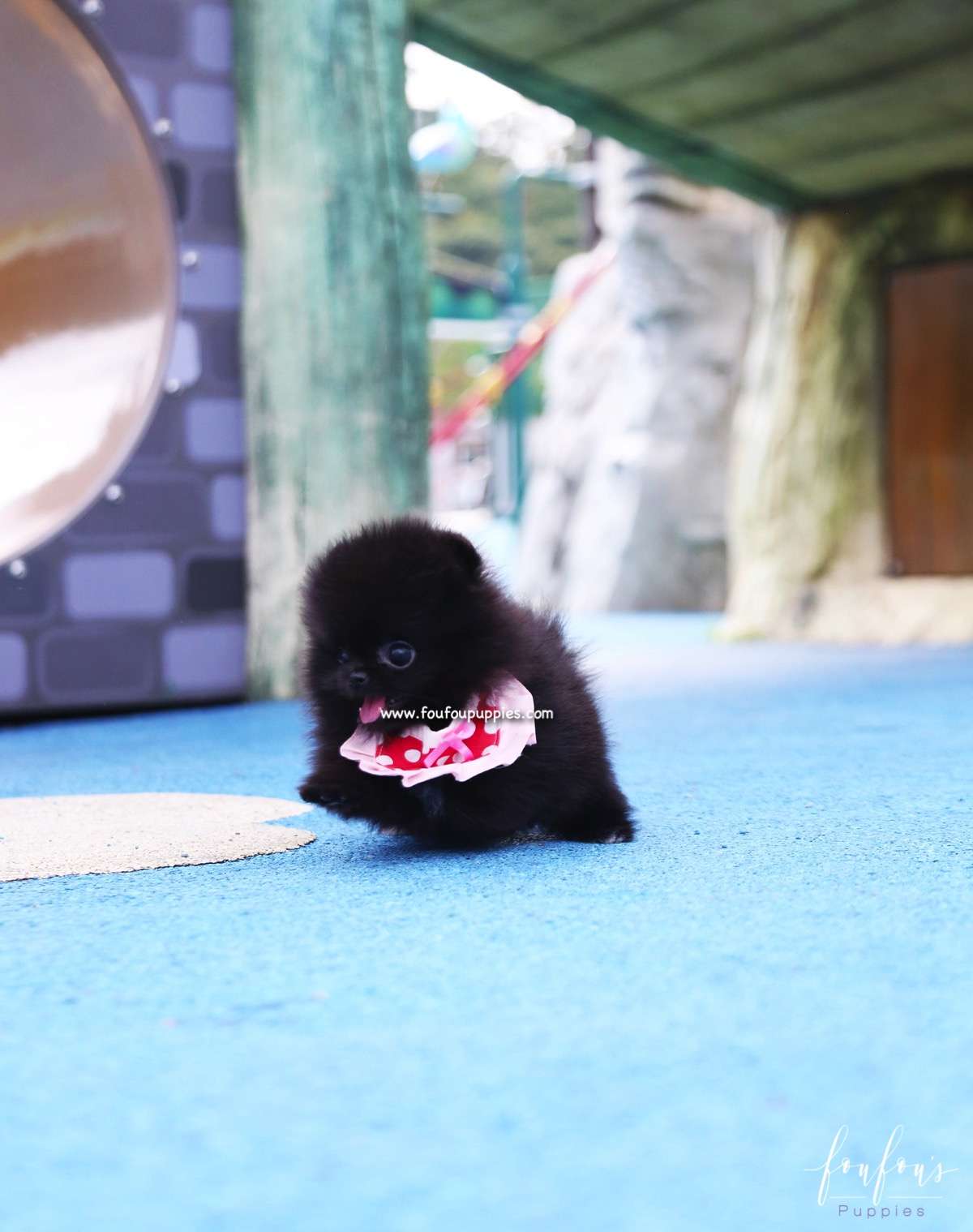 Prada - Pomeranian F.