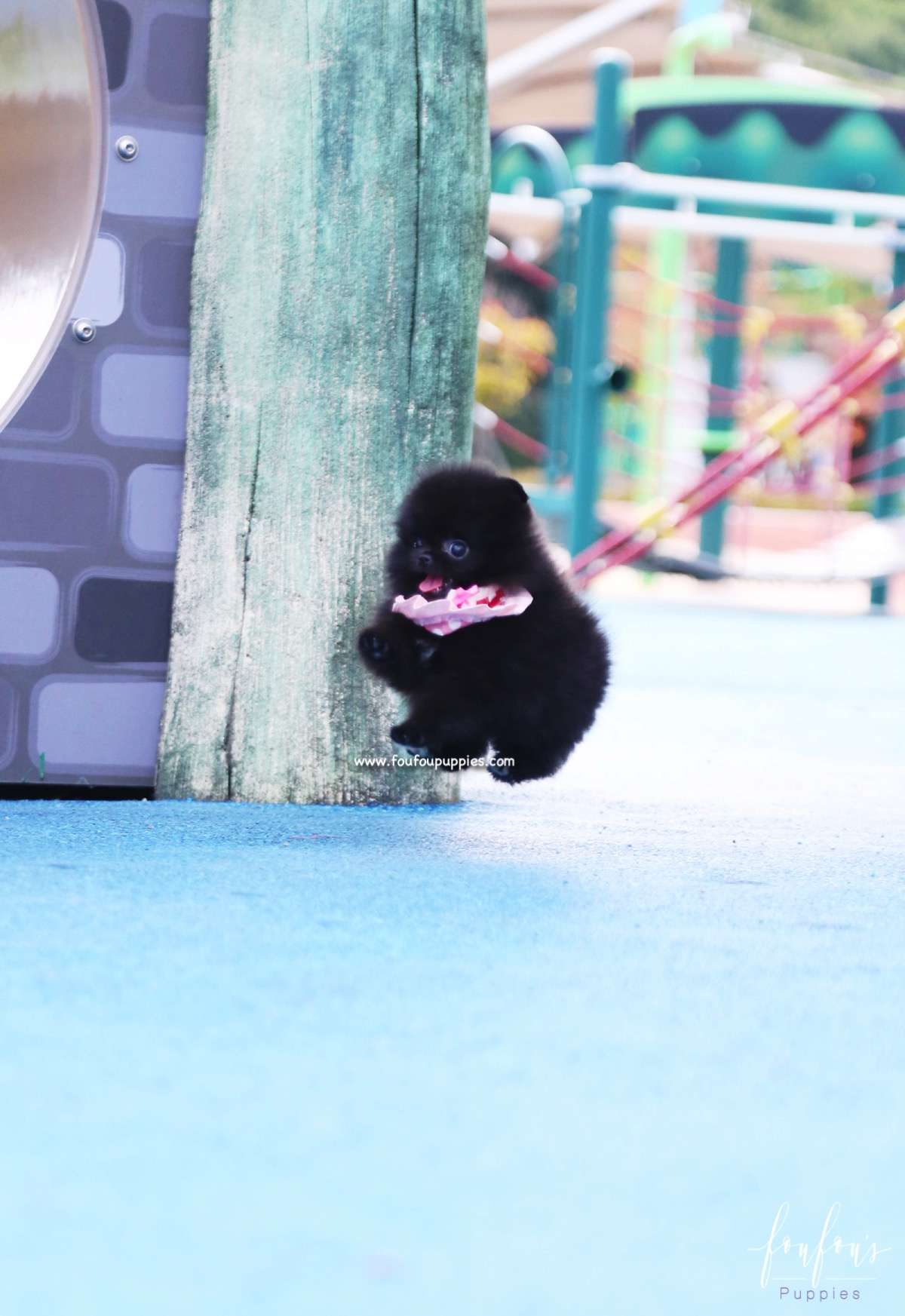 Prada - Pomeranian F.
