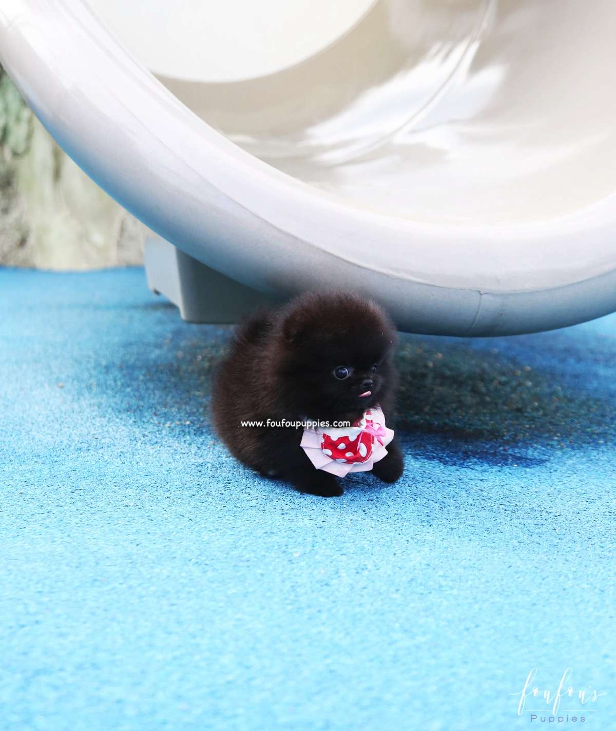 Prada - Pomeranian F.