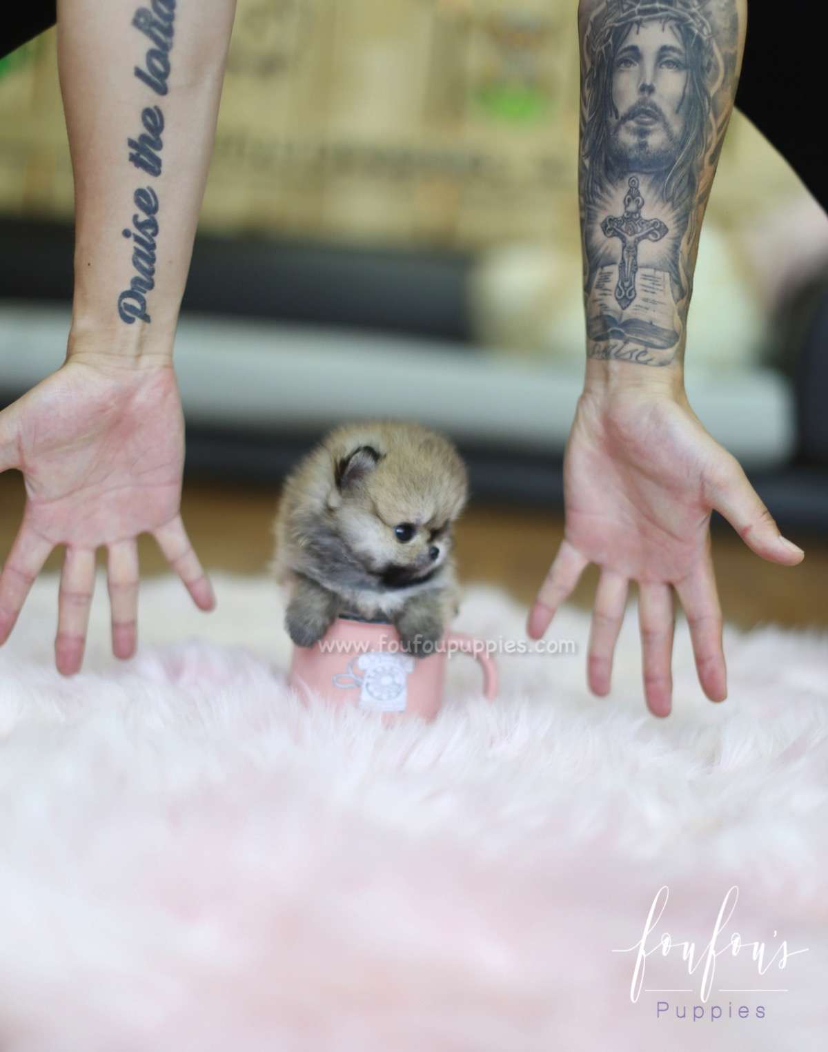 Tez - Pomeranian M.