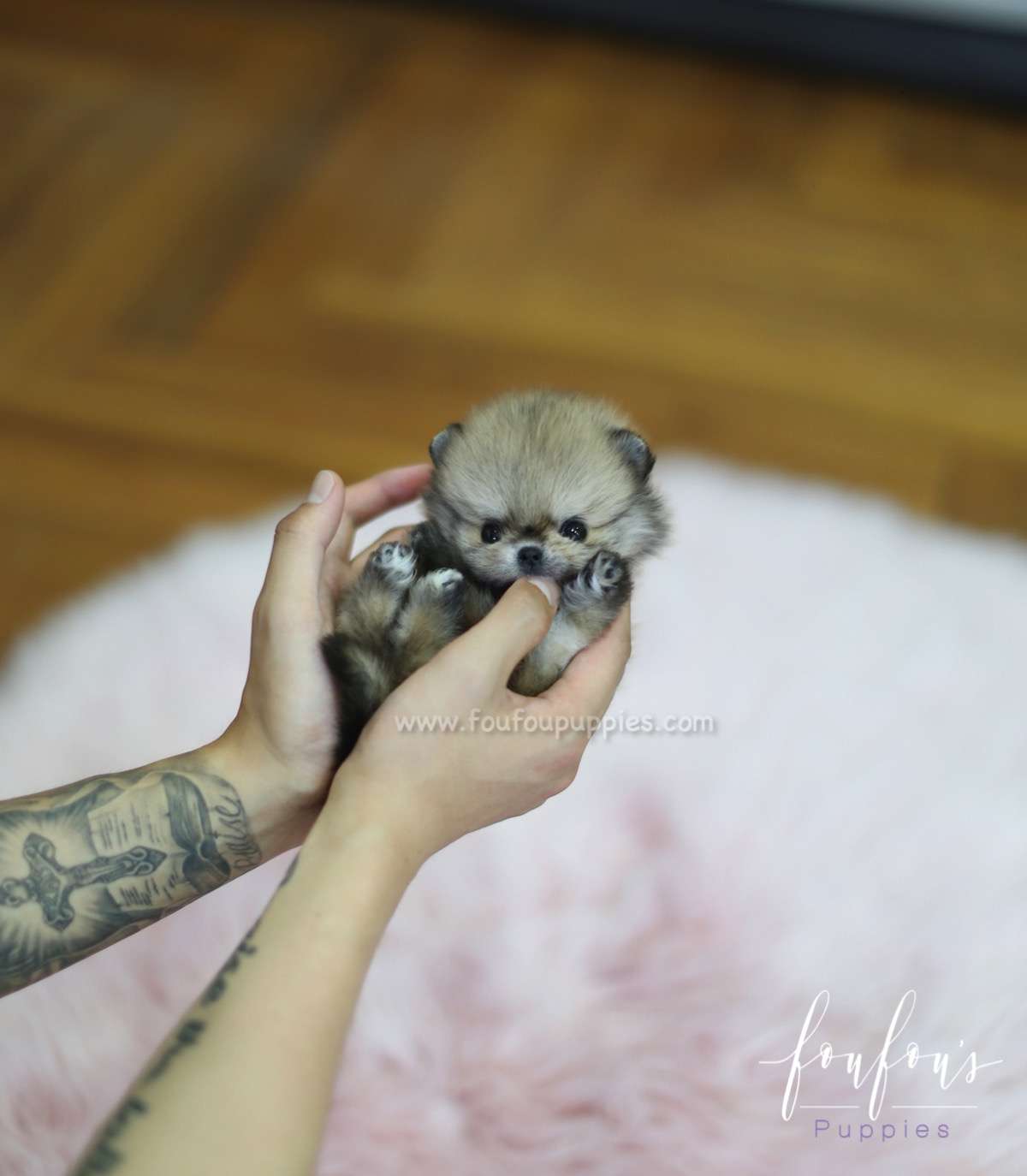 Tez - Pomeranian M.