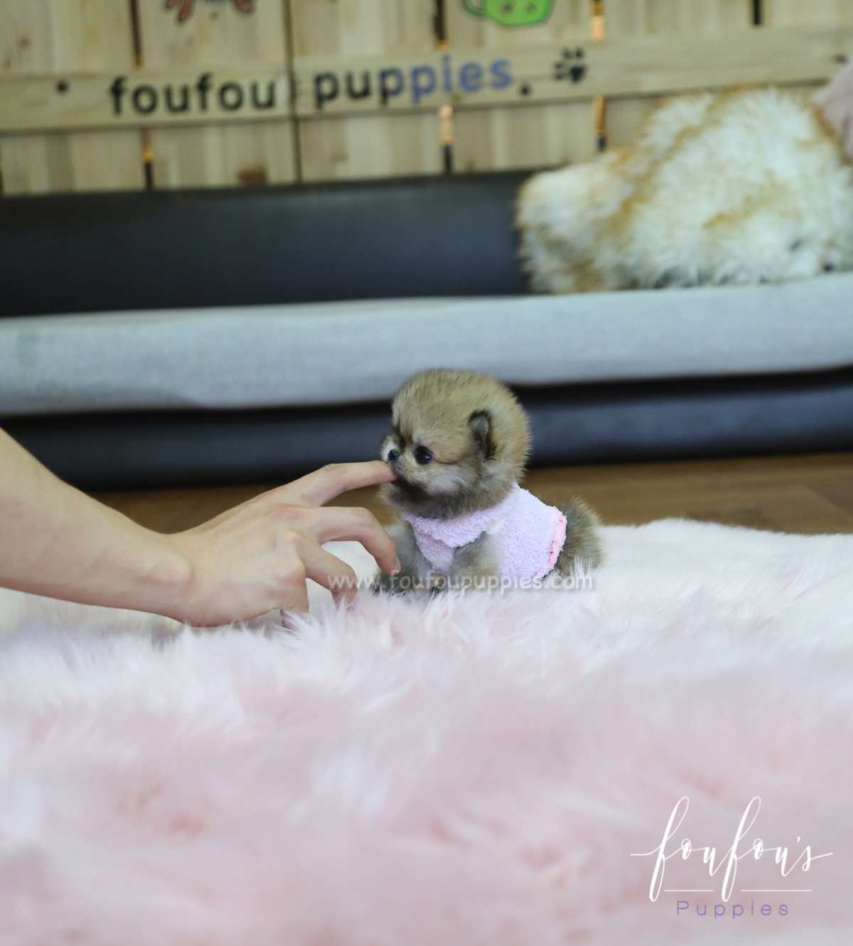 Tez - Pomeranian M.