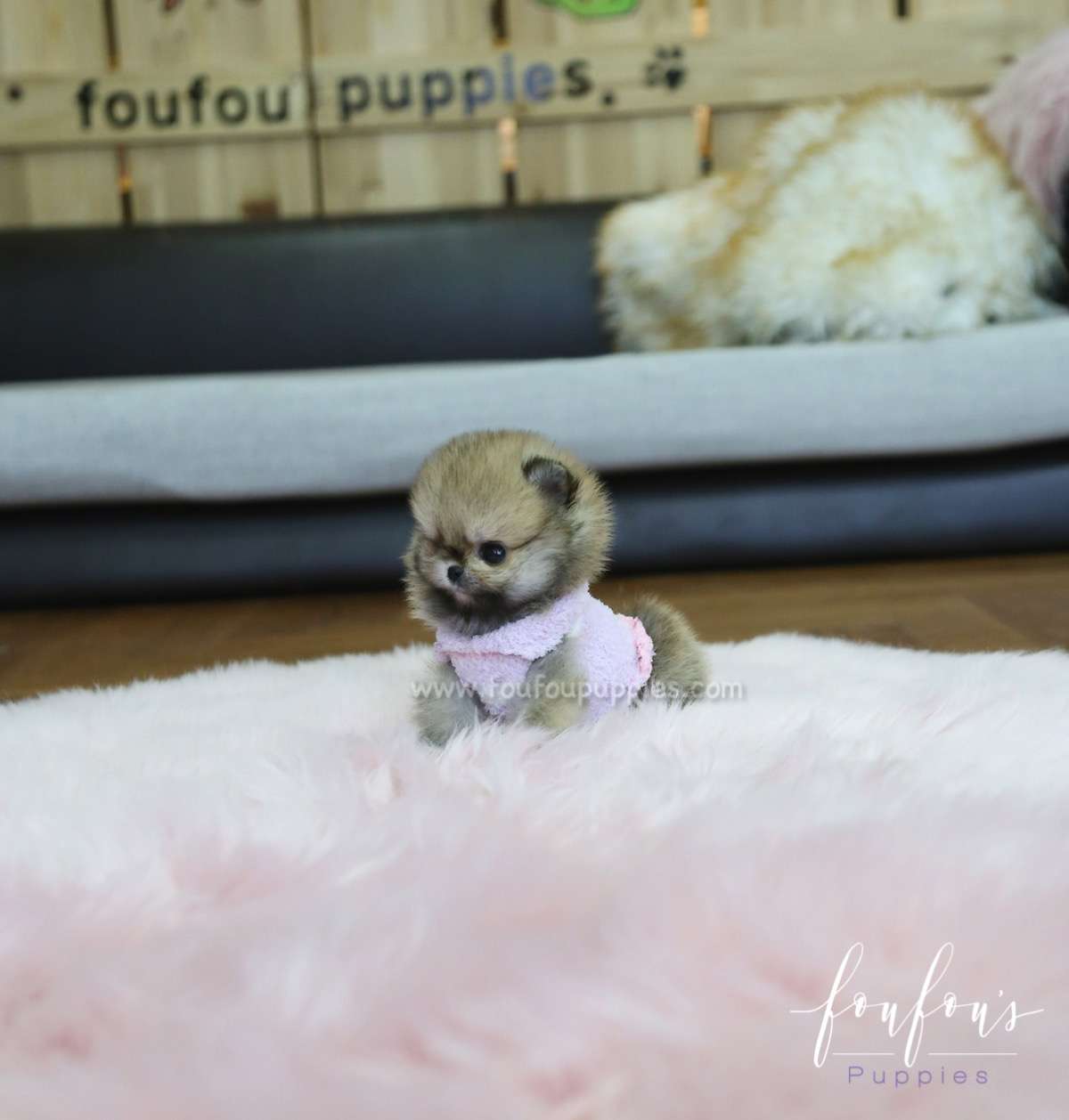 Tez - Pomeranian M.