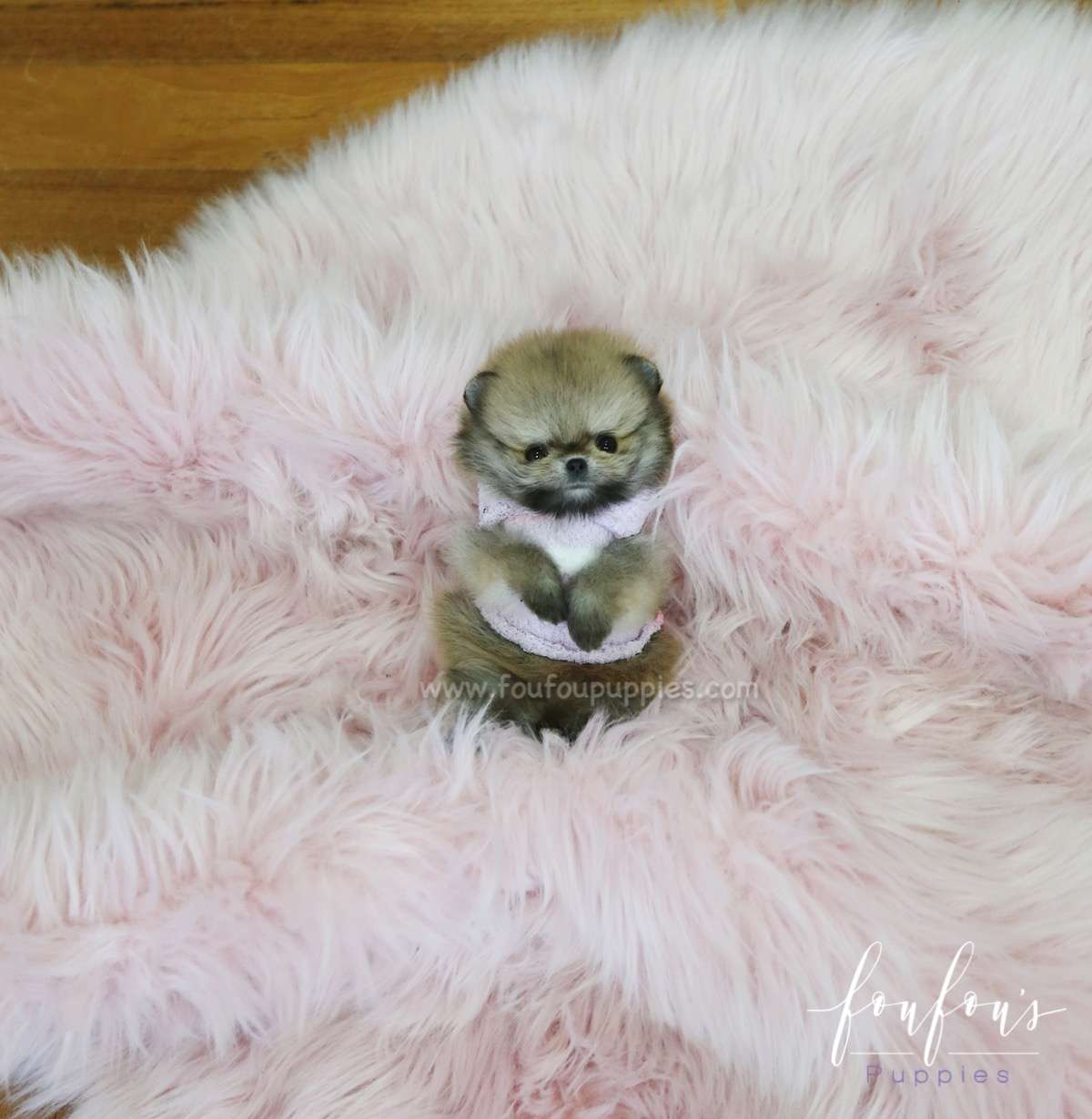 Tez - Pomeranian M.
