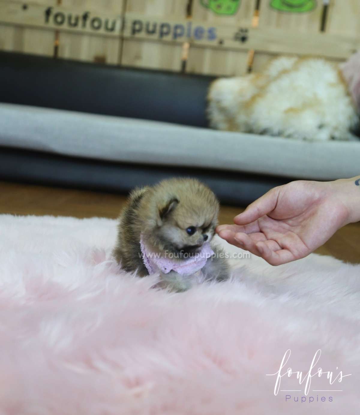 Tez - Pomeranian M.