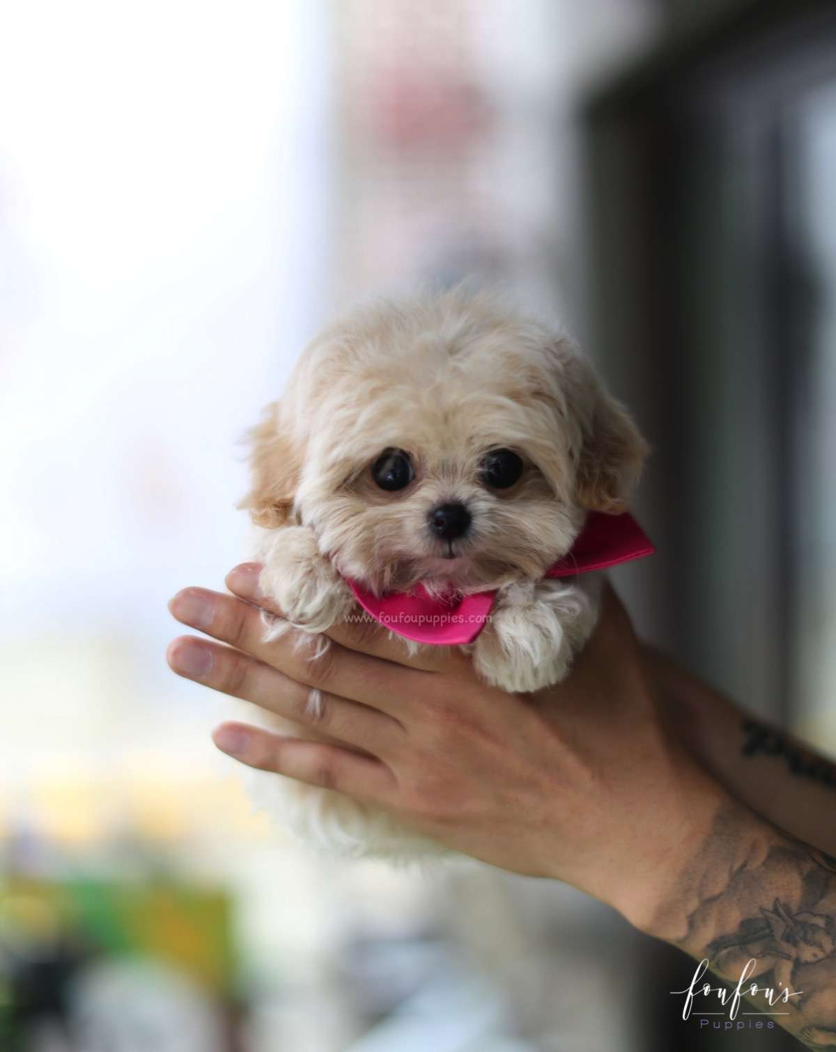 Celine - Maltipoo F.