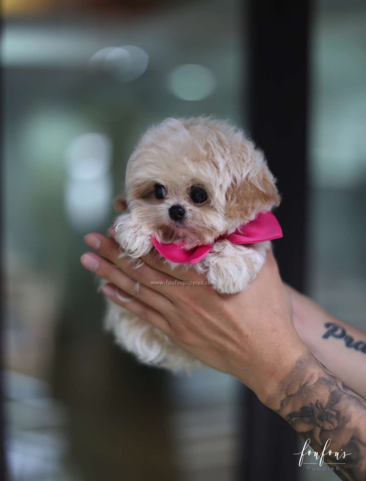 Celine - Maltipoo F.