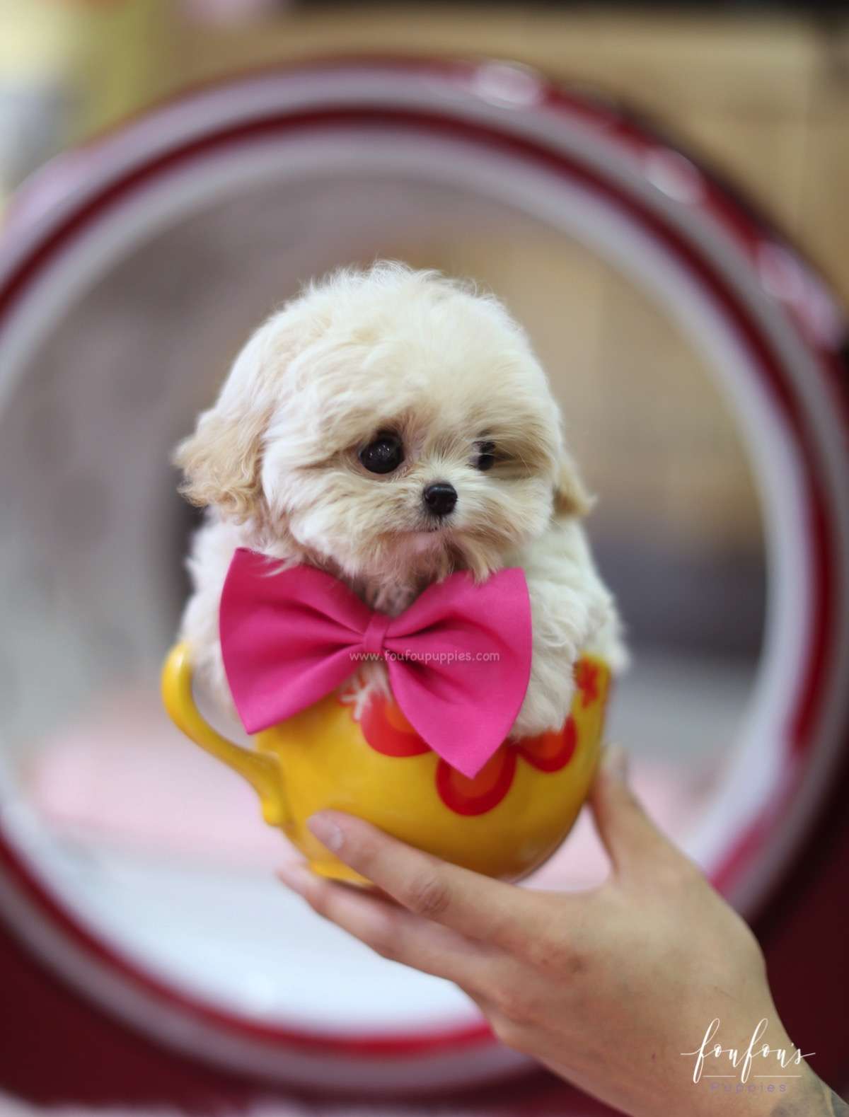 Celine - Maltipoo F.