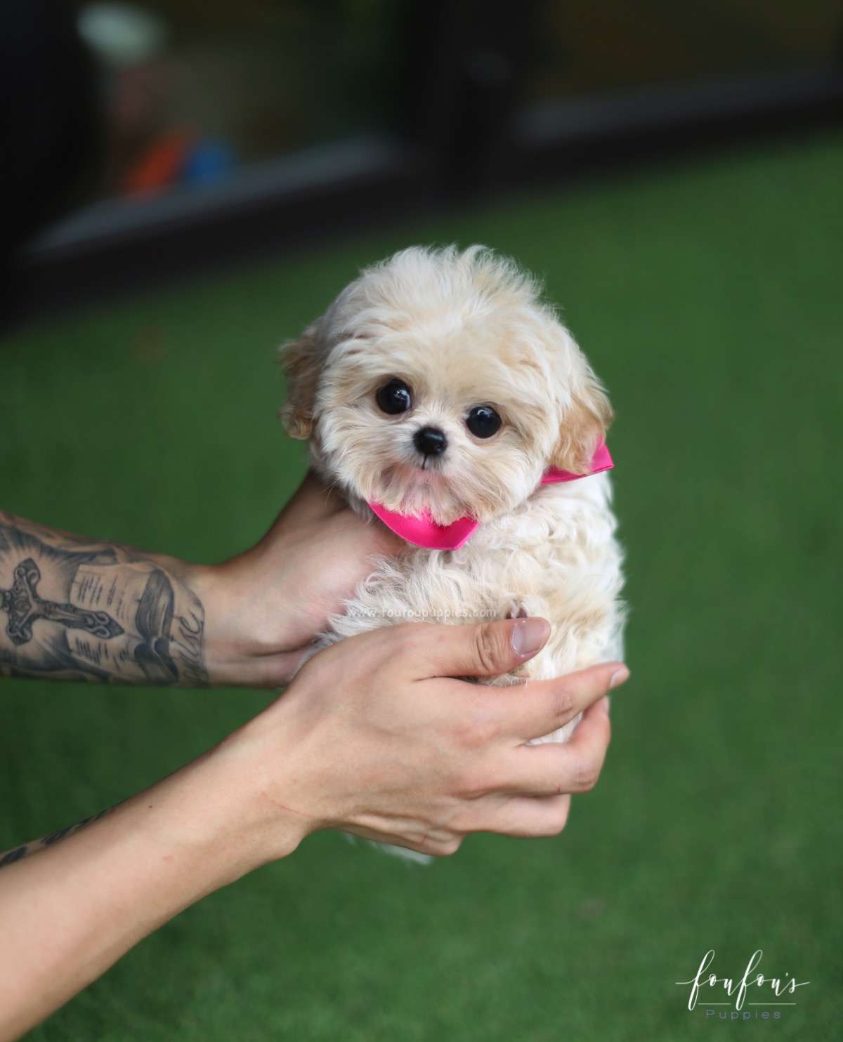 Celine - Maltipoo F.