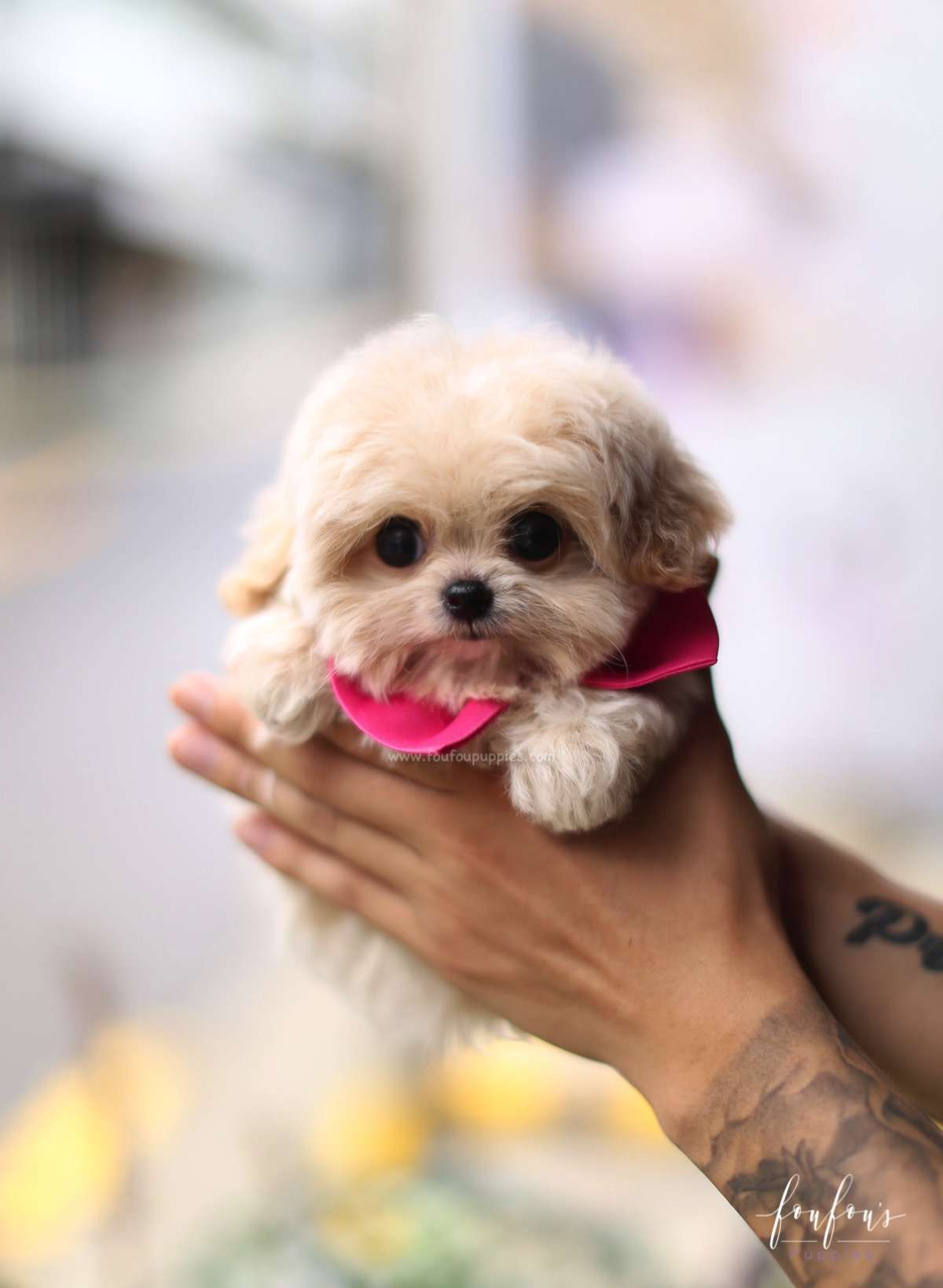 Celine - Maltipoo F.