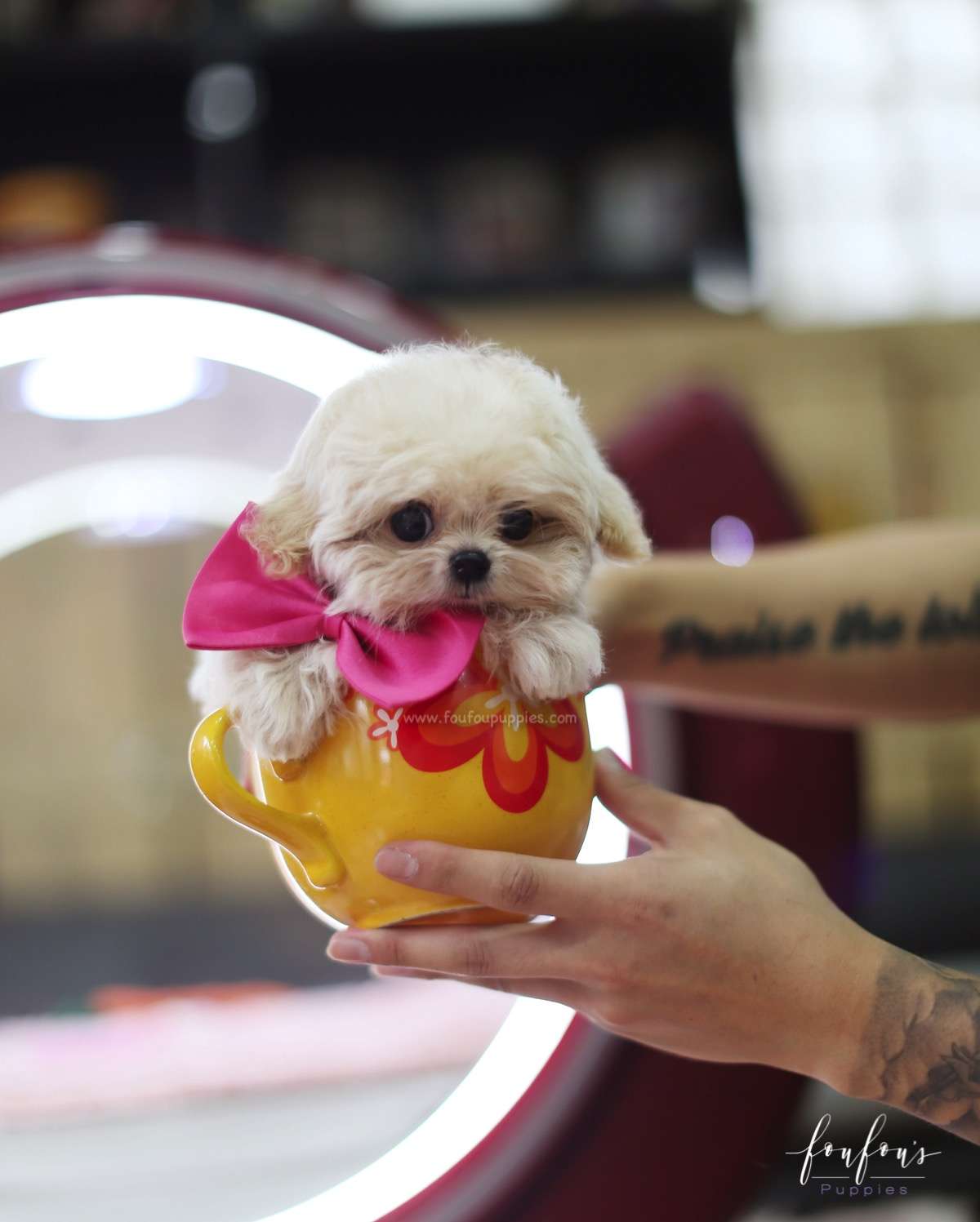 Celine - Maltipoo F.
