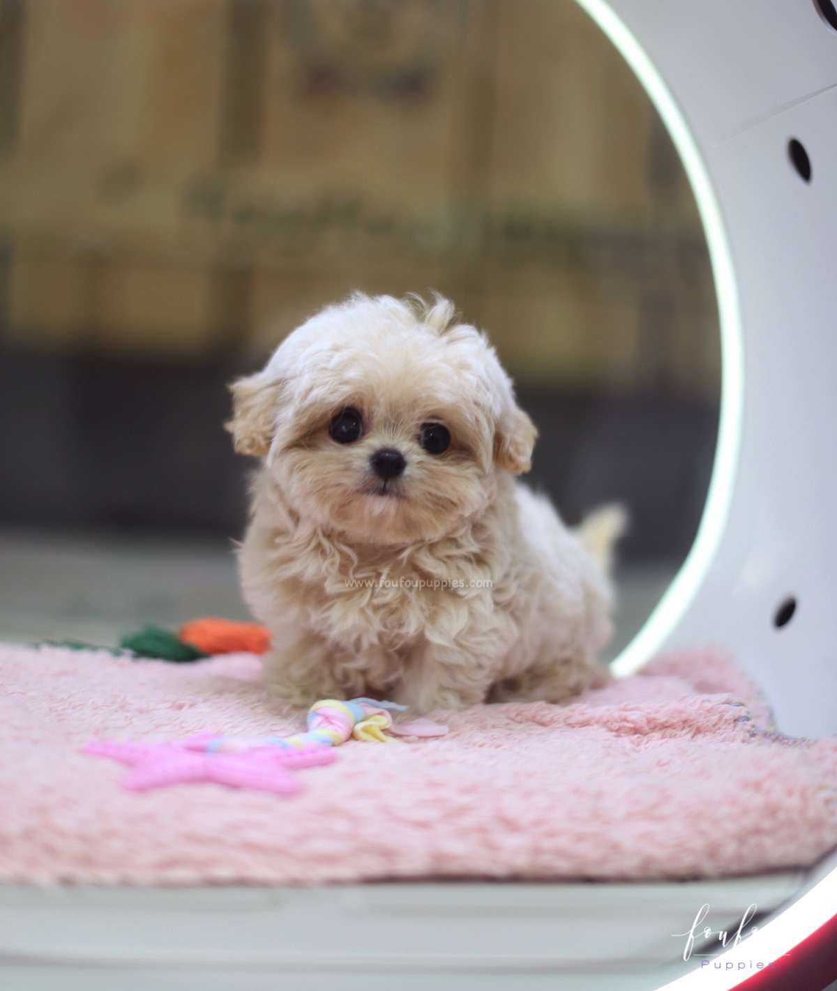 Celine - Maltipoo F.