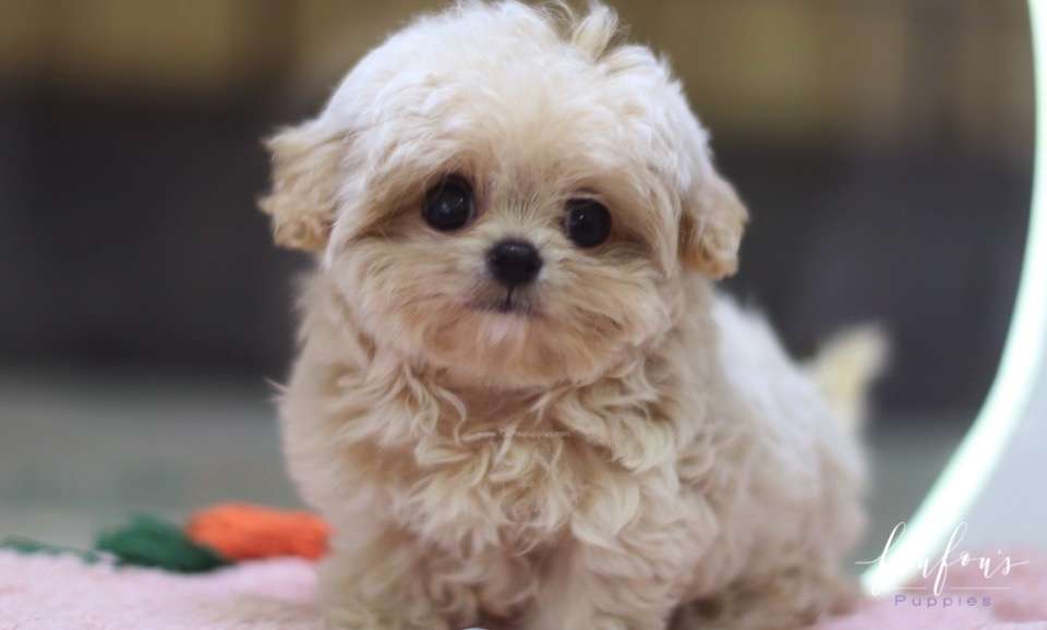 Celine - Maltipoo F.