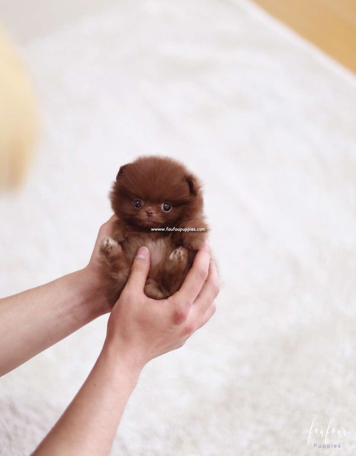 Truffle - Pomeranian M.