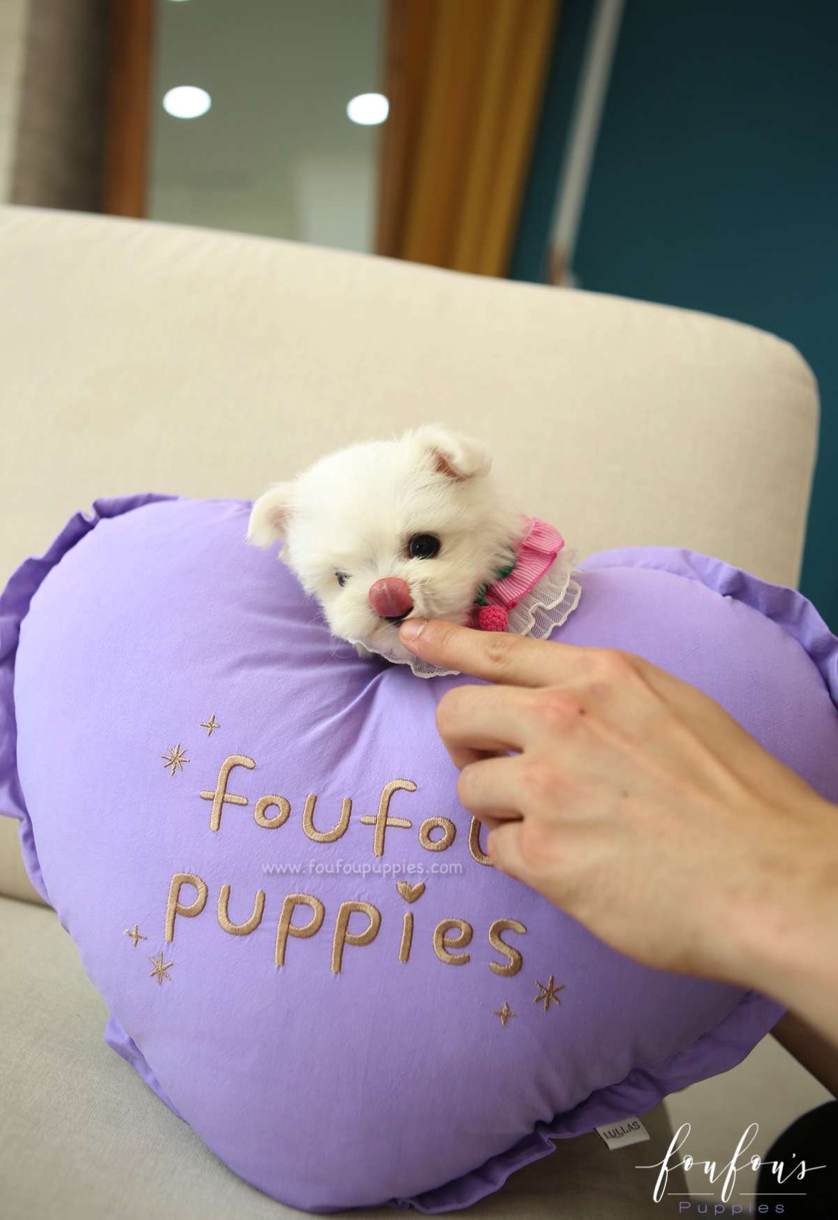 Tootsie - Maltese F.