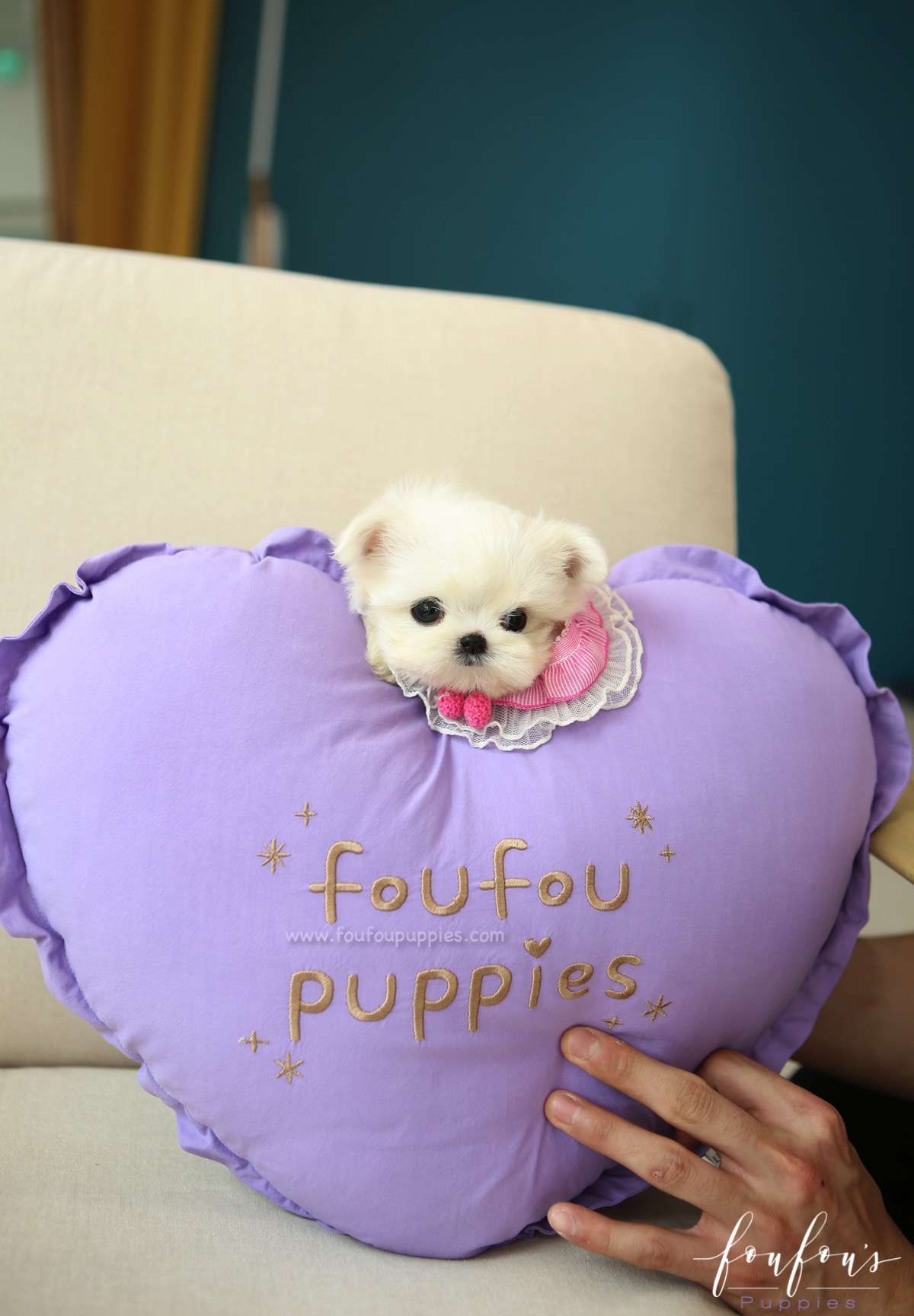 Tootsie - Maltese F.