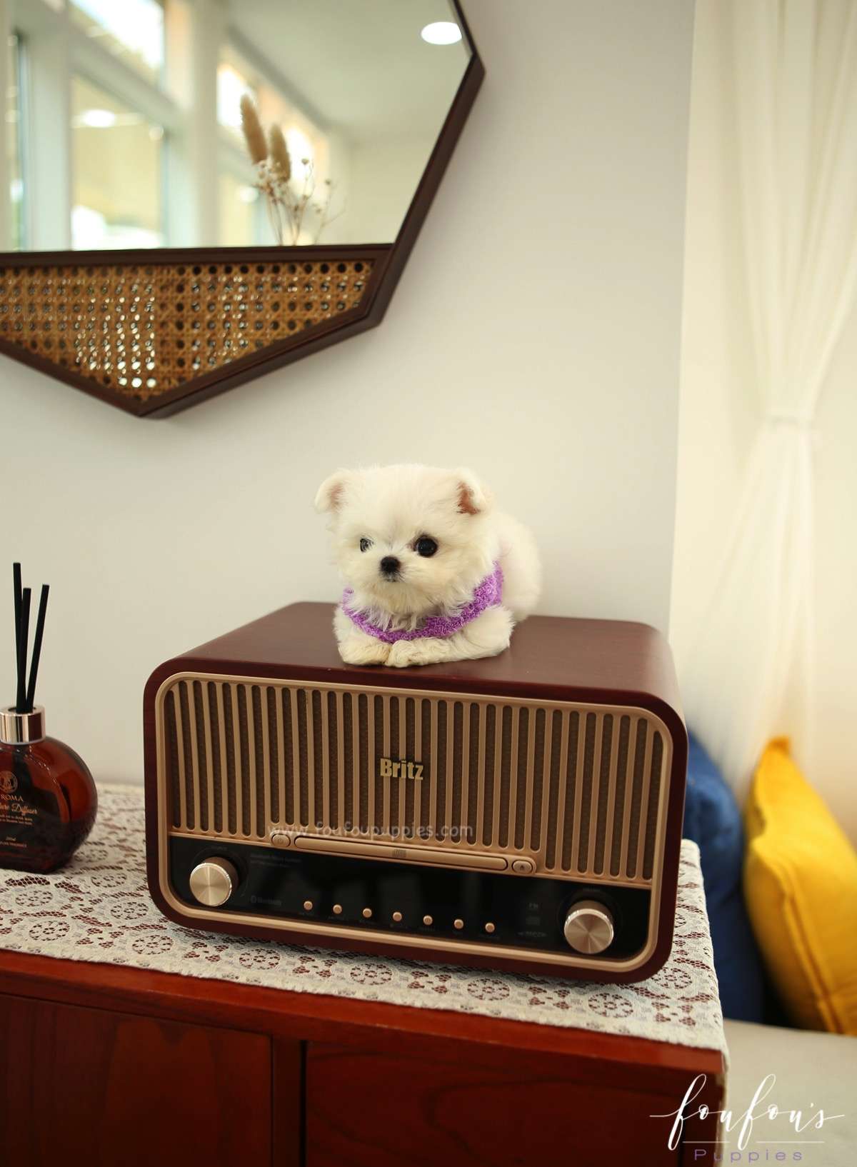Tootsie - Maltese F.