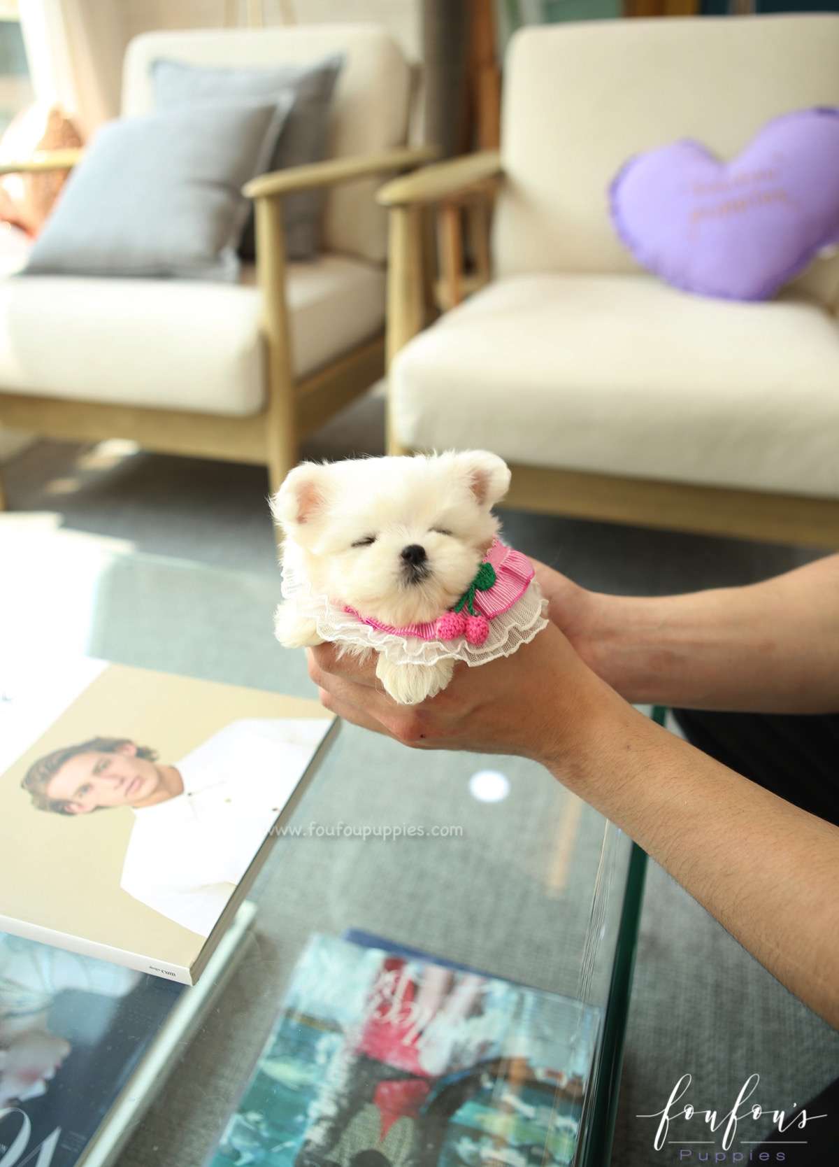 Tootsie - Maltese F.