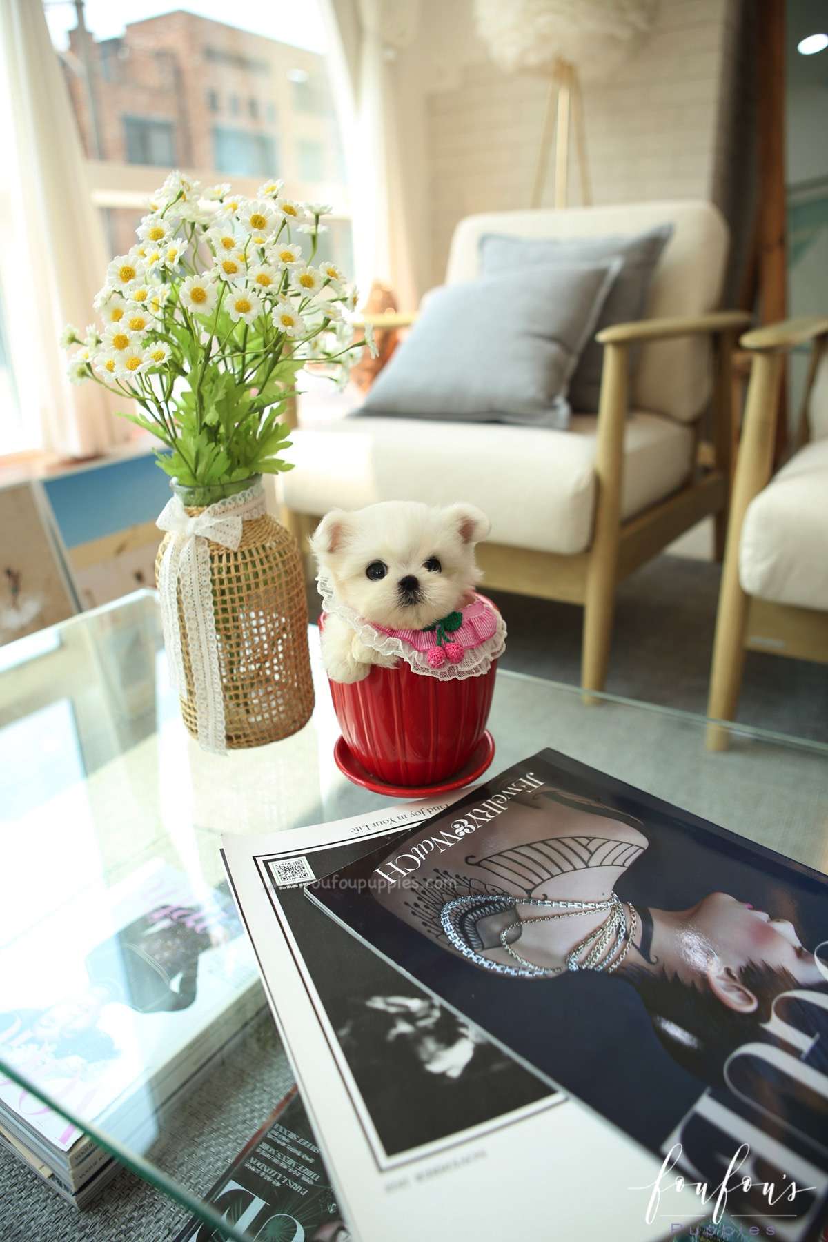 Tootsie - Maltese F.