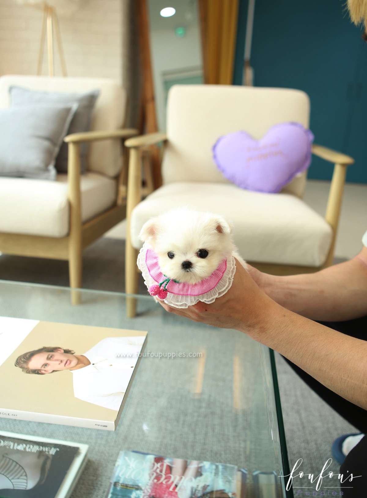 Tootsie - Maltese F.