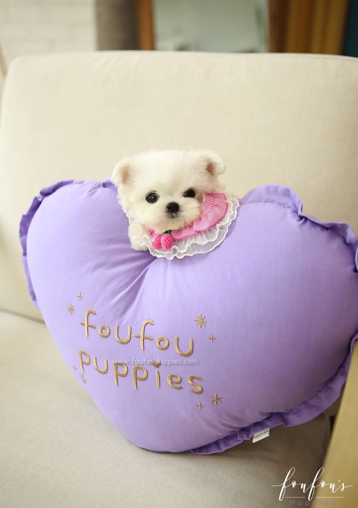 Tootsie - Maltese F.