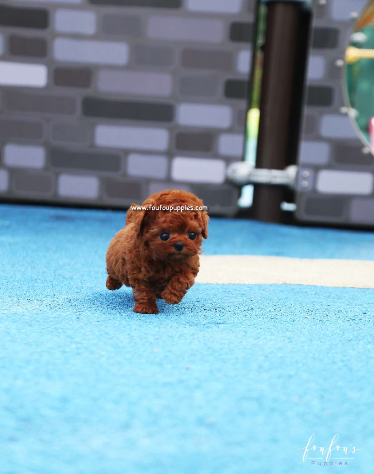 Toto - Poodle M.