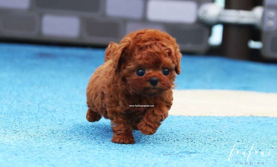 Toto - Poodle M.