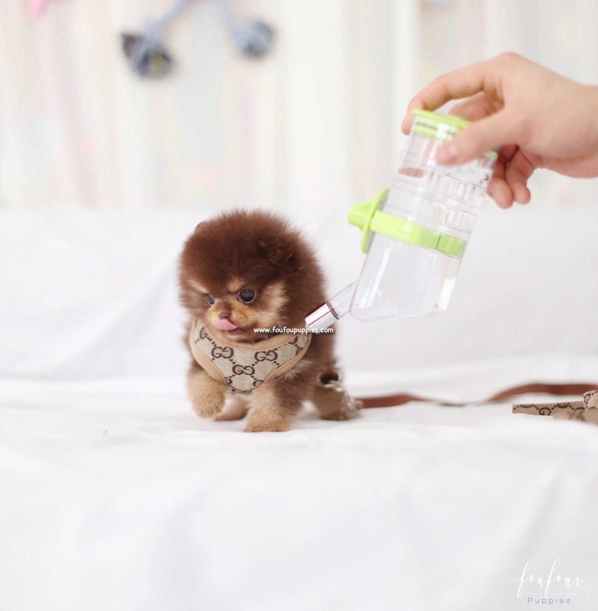 Twix - Pomeranian F.