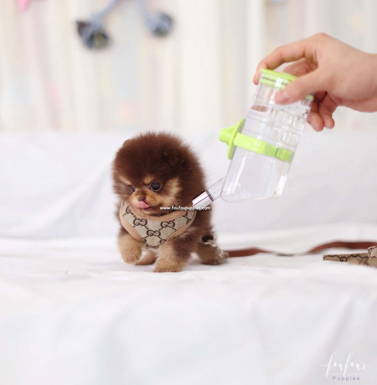 Twix - Pomeranian F.