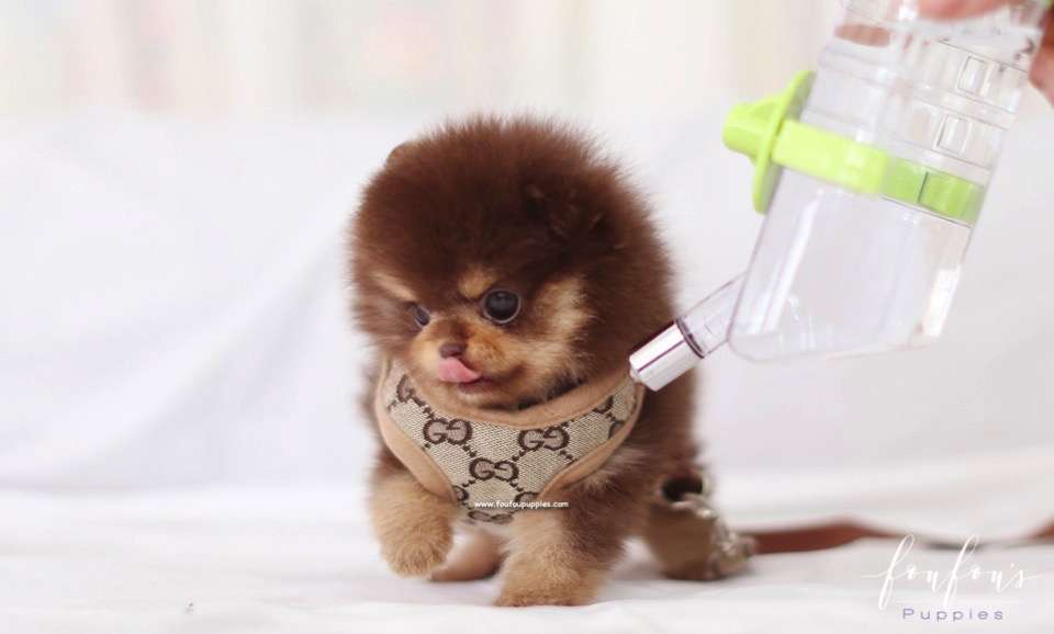 Twix - Pomeranian F.