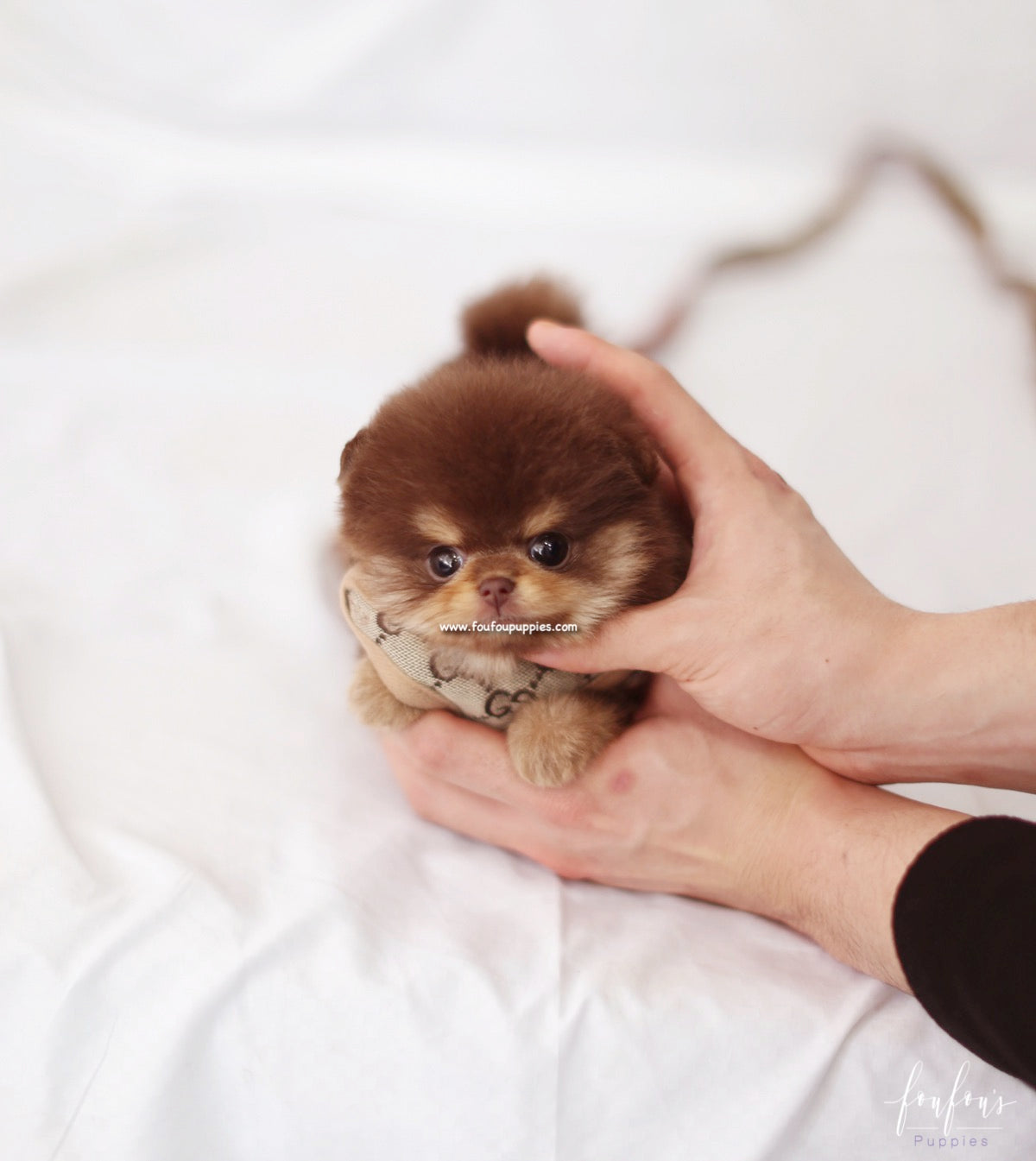 Twix - Pomeranian F.