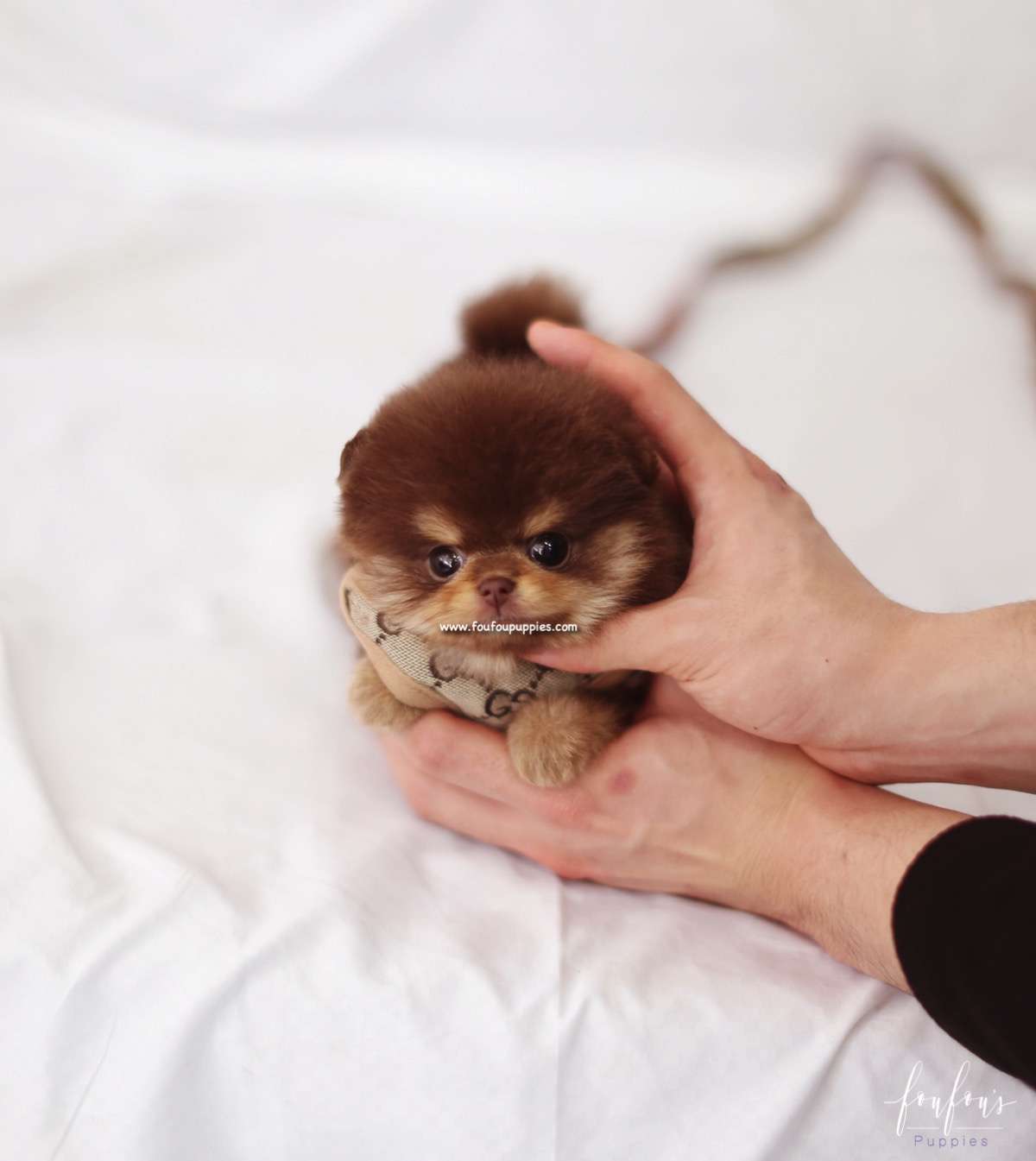 Twix - Pomeranian F.