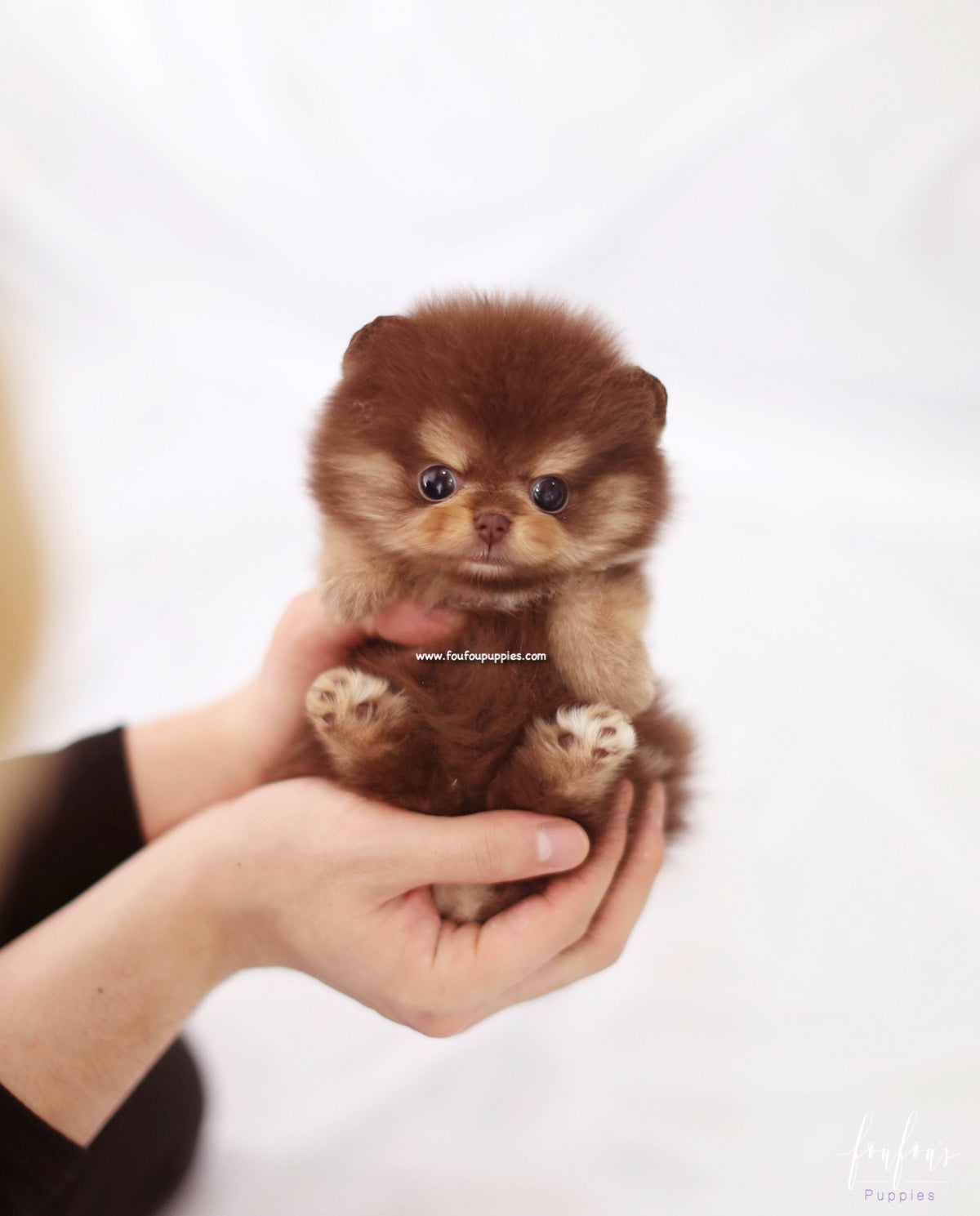 Twix - Pomeranian F.