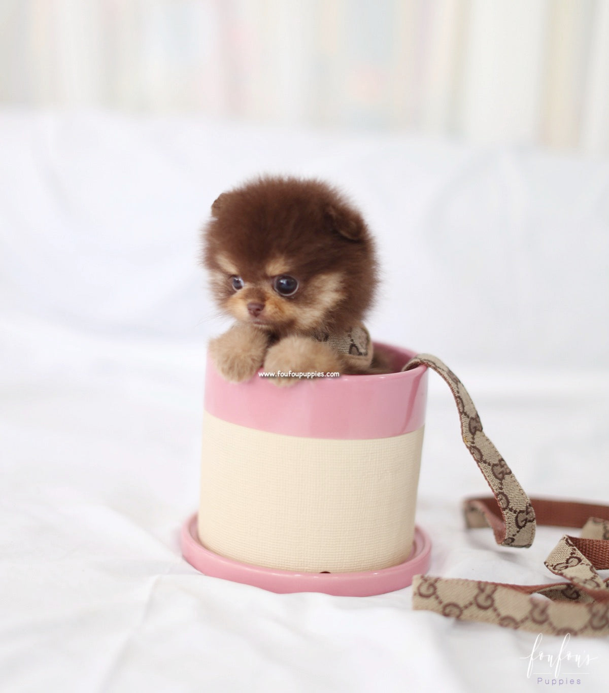 Twix - Pomeranian F.
