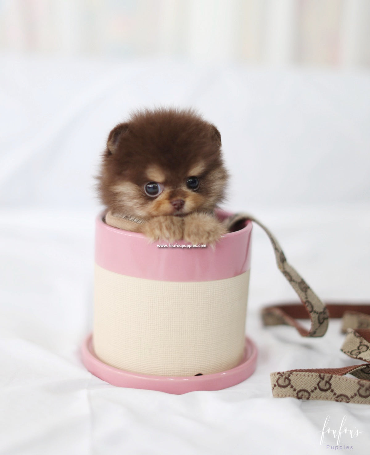 Twix - Pomeranian F.