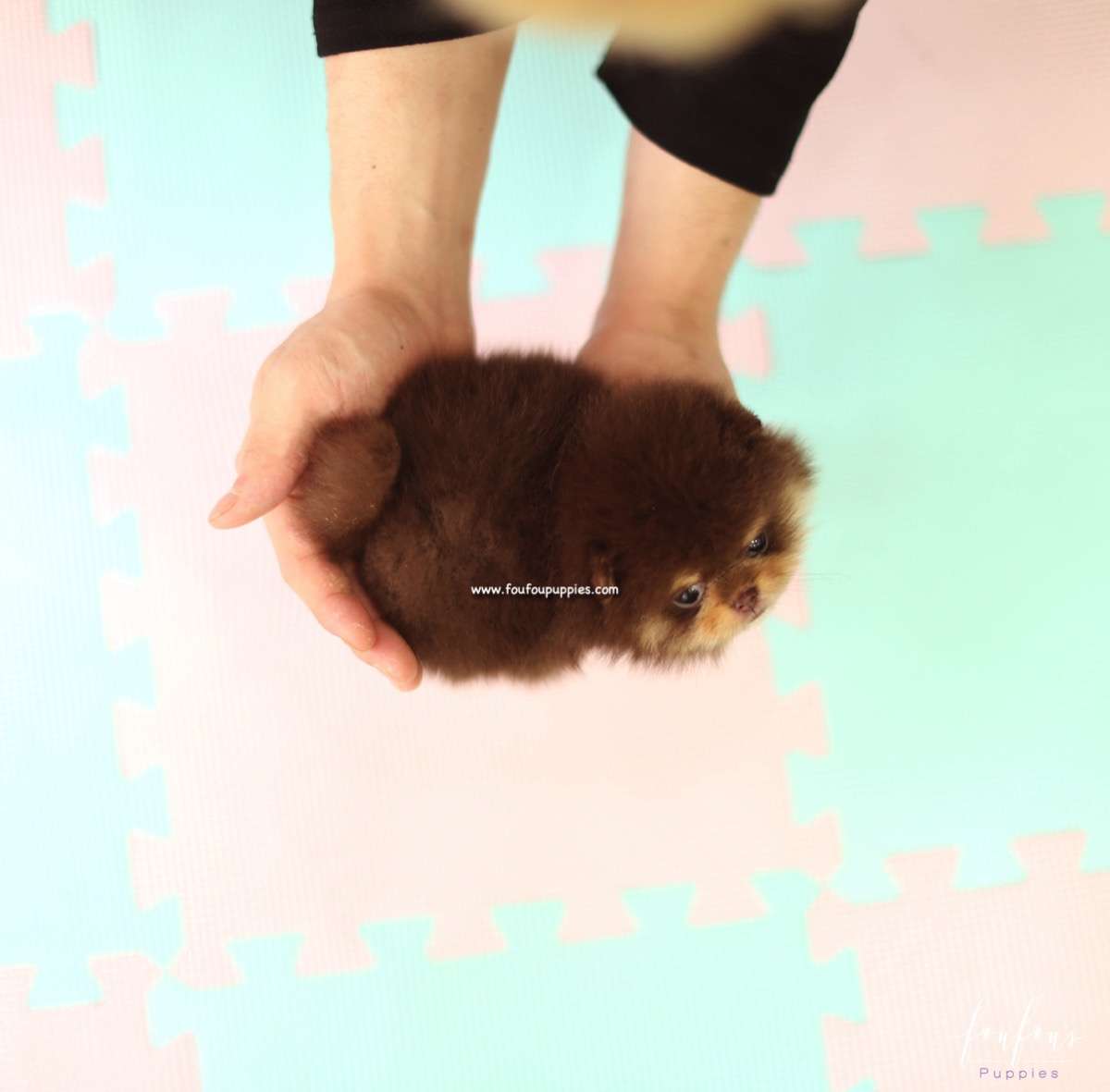 Twix - Pomeranian F.