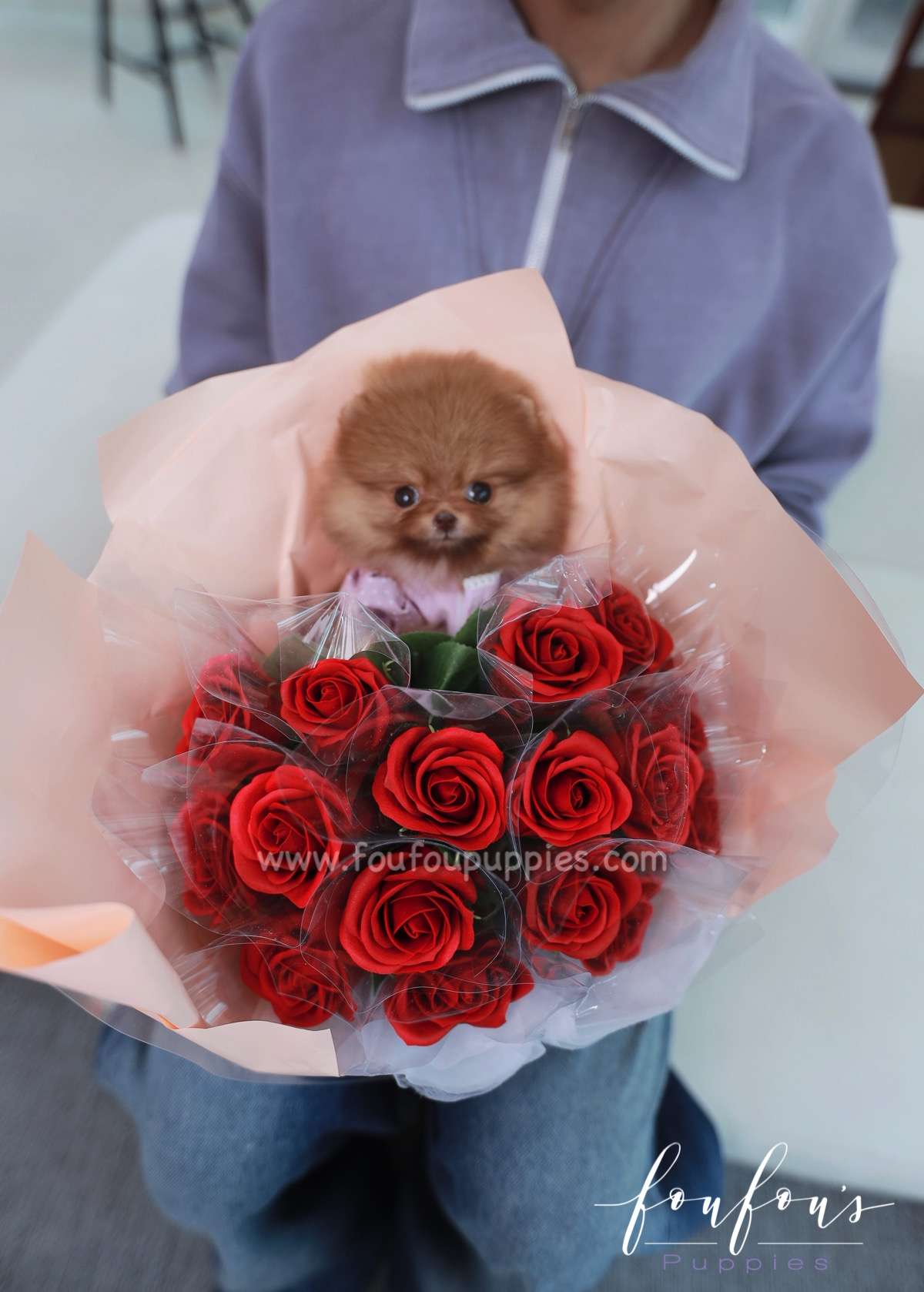 Amore - Pomeranian F.