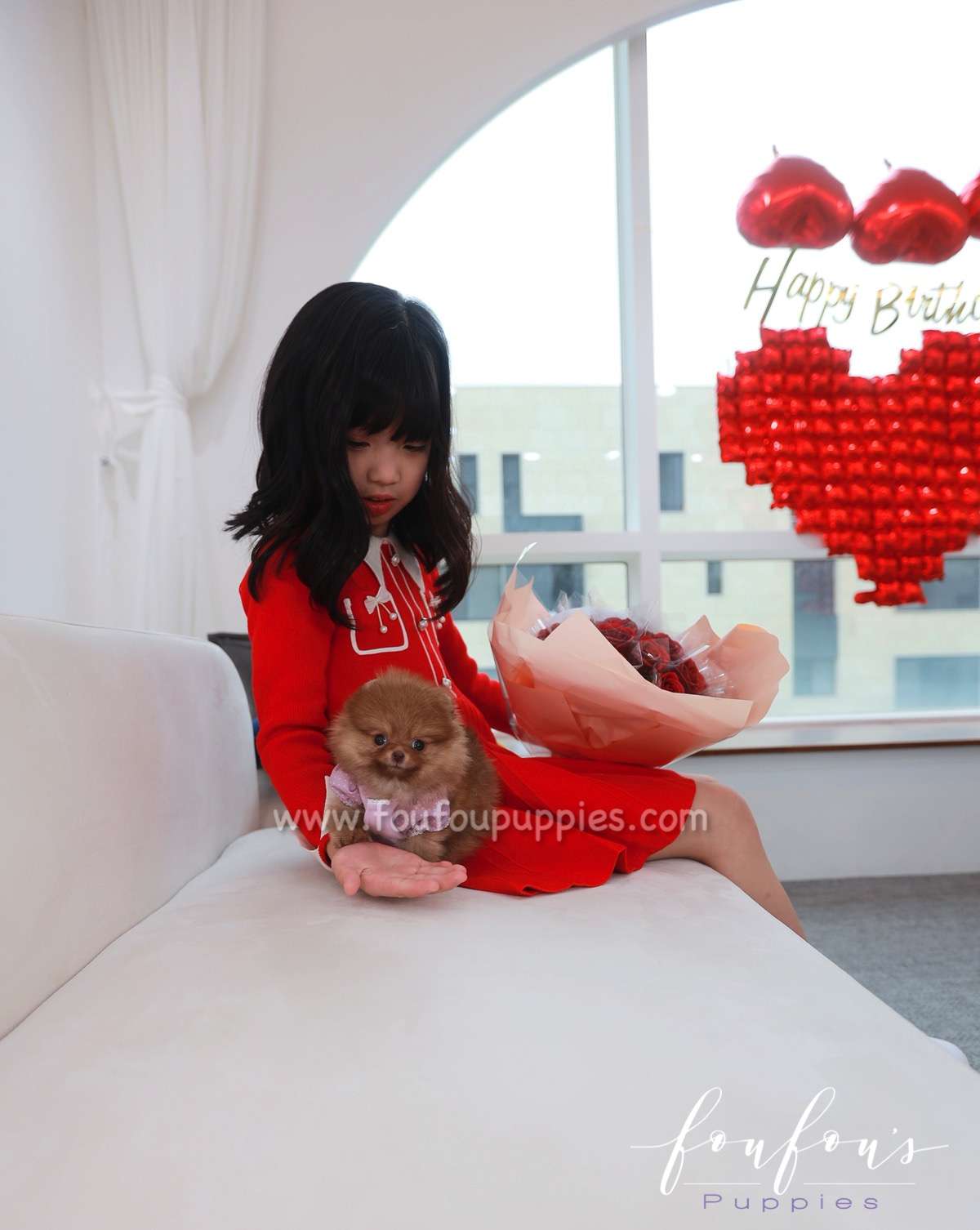 Amore - Pomeranian F.