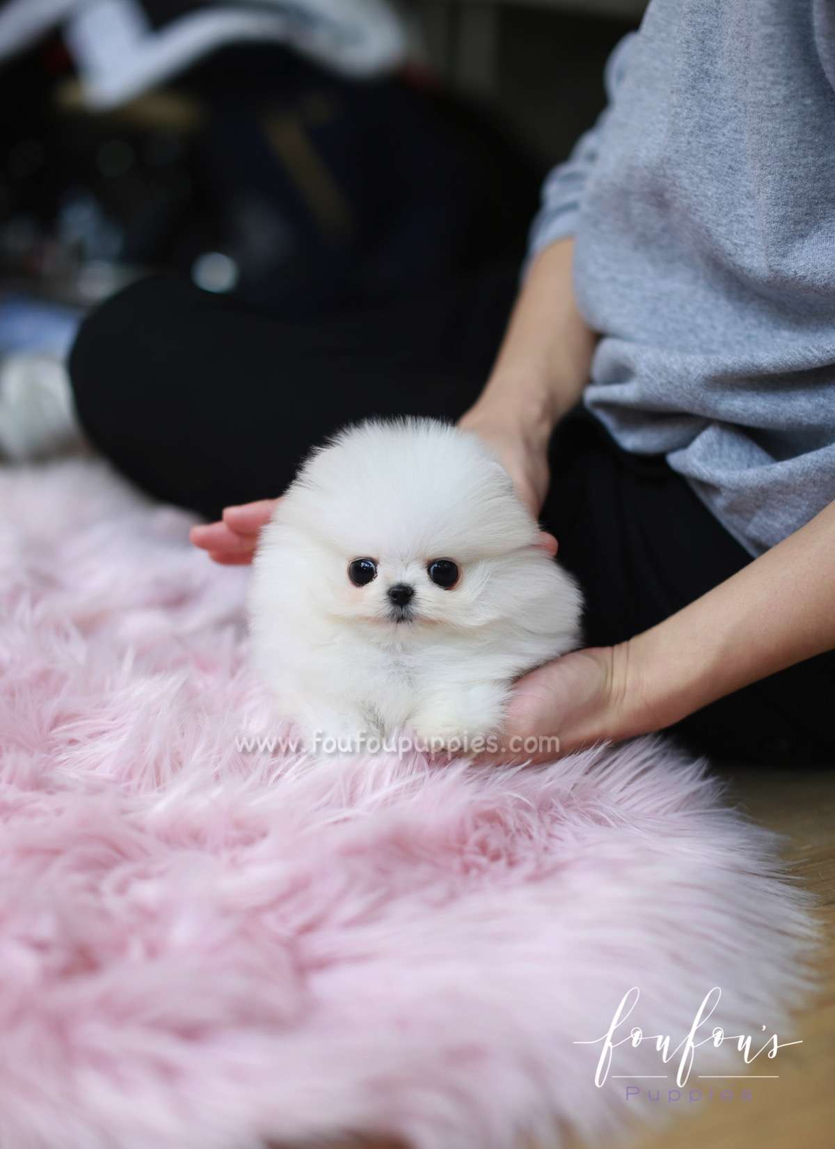 Pandora - Pomeranian F.