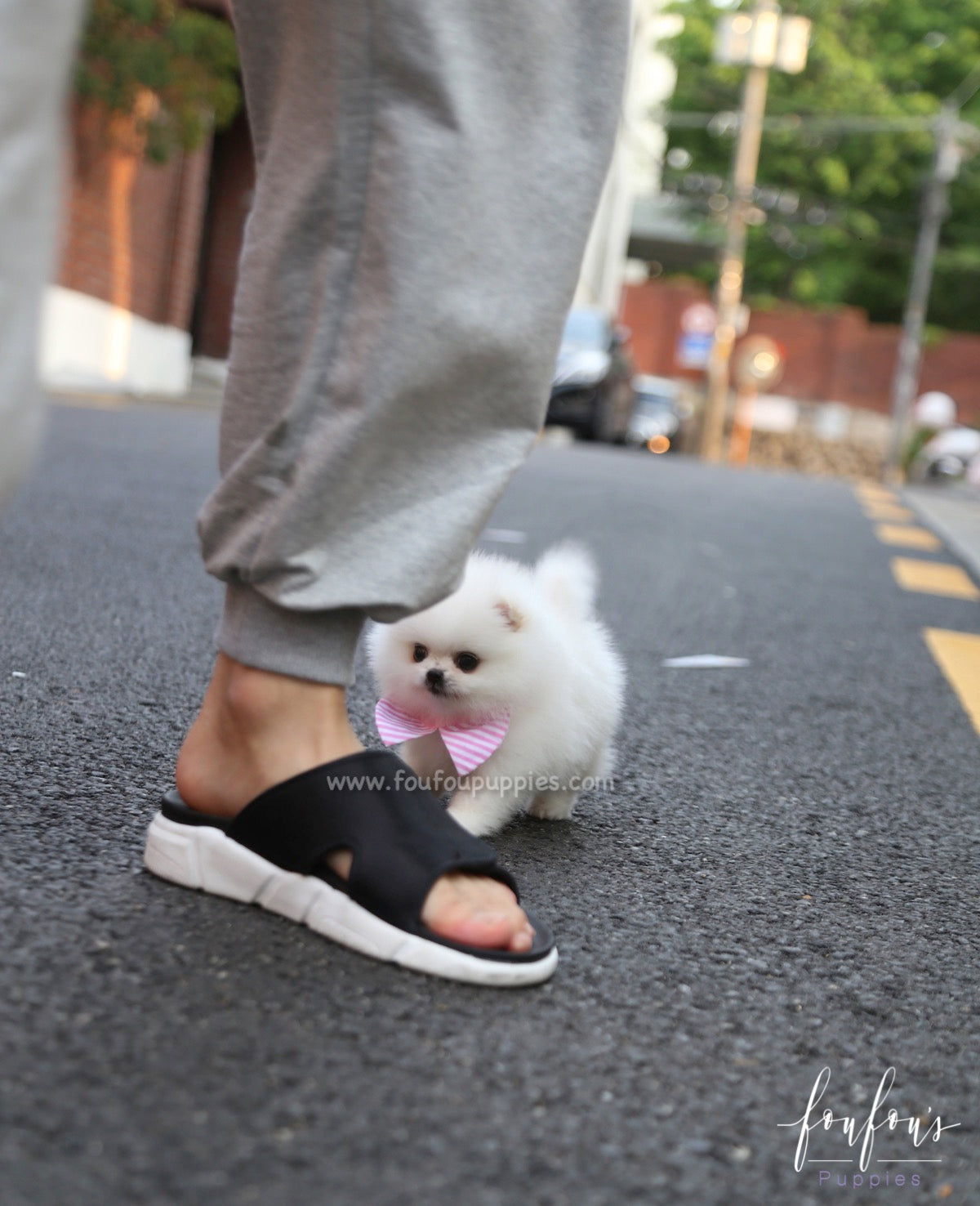 Divina - Pomeranian F.